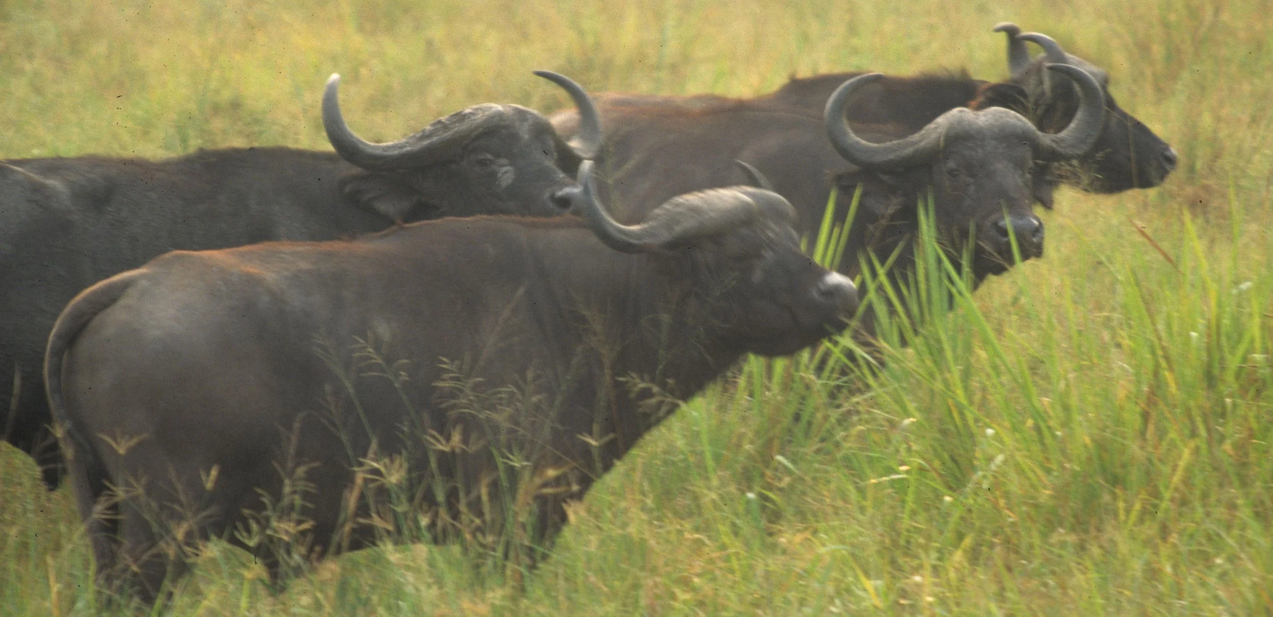 BOVID - CAPE BUFFALO-UGANDA (17).jpg