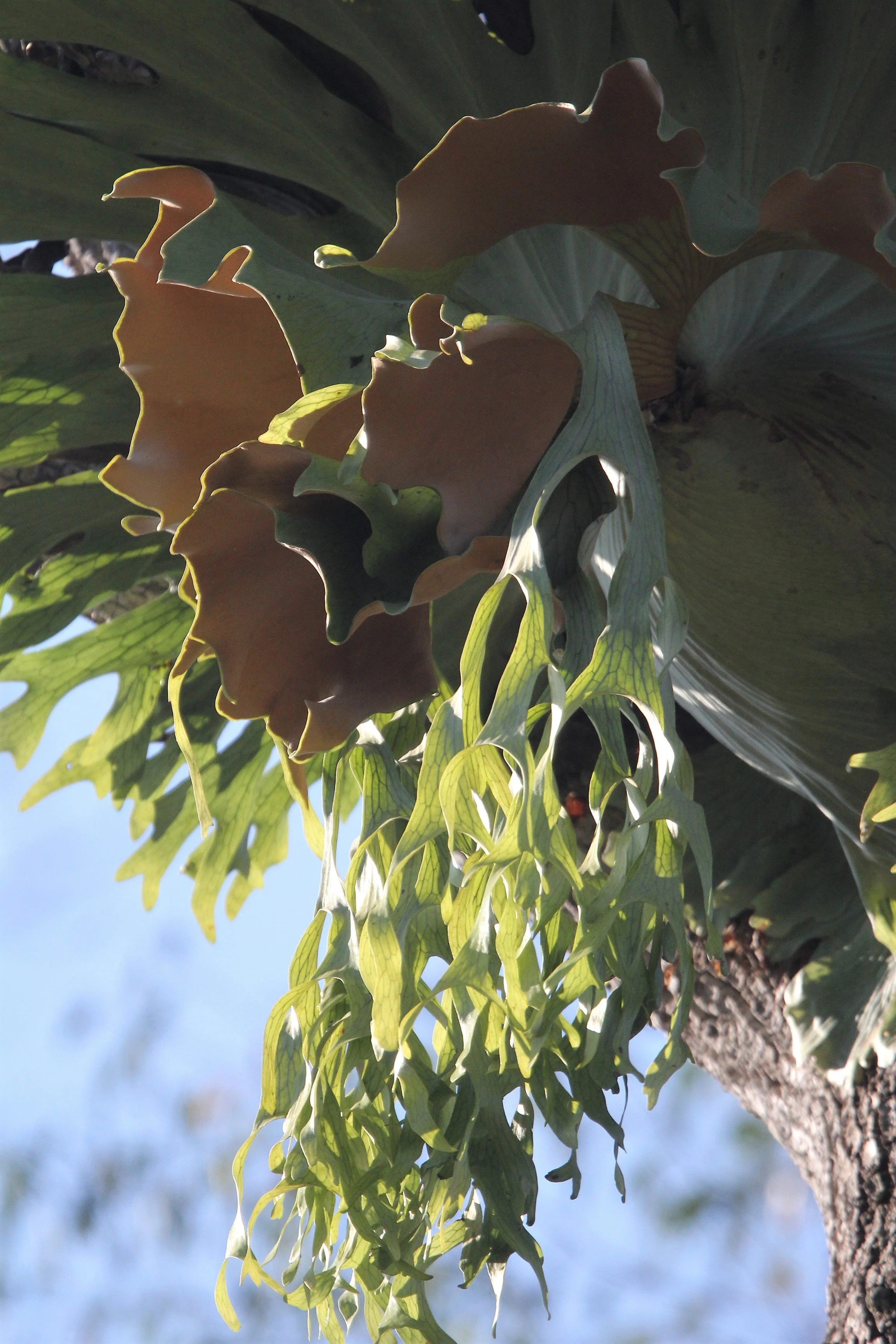 Staghorn Fern (Platycerium superbum) are native to tropical and temperate rainforests in Australia and Southeast Asia. These ferns can become massive, with shield fronds reaching up to a meter in width. 