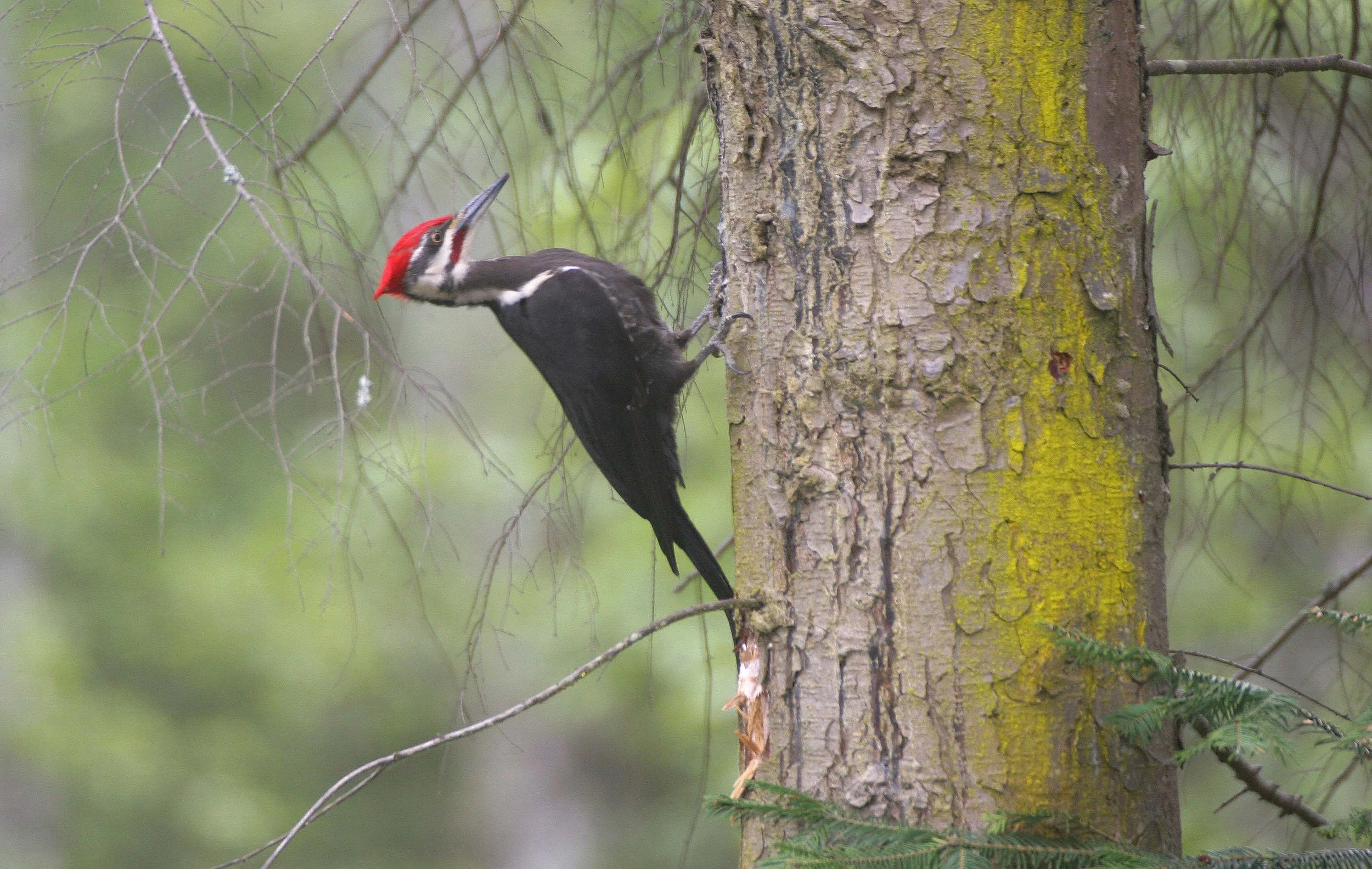 BIRD - WOODPECKER - PILEATED WOODPECKER - GASMAN (27).jpg