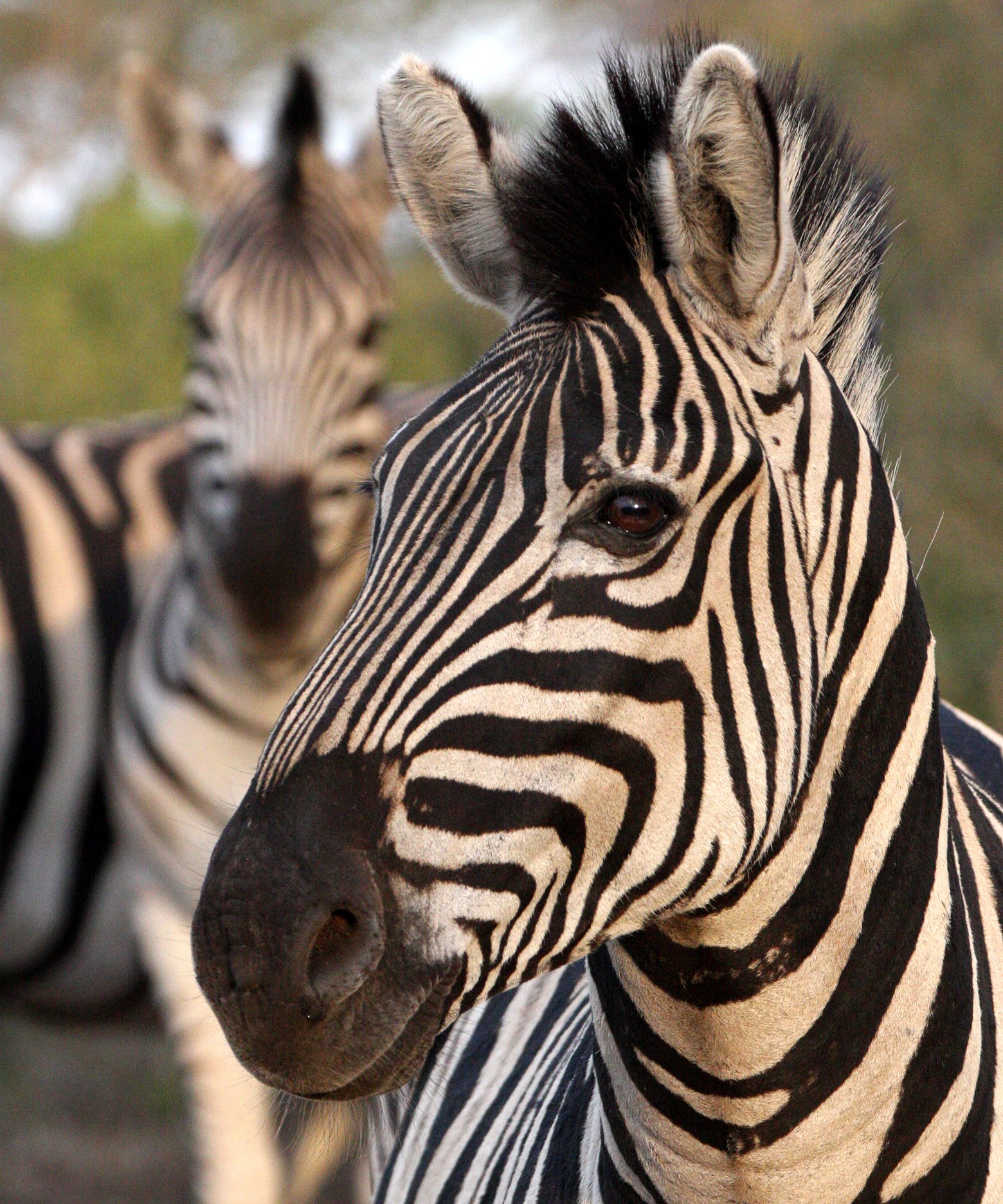 Equus quagga burchellii - BURCHELL'S (DAMARALAND) - IMFOLOZI NATIONAL PARK SOUTH AFRICA (16).JPG