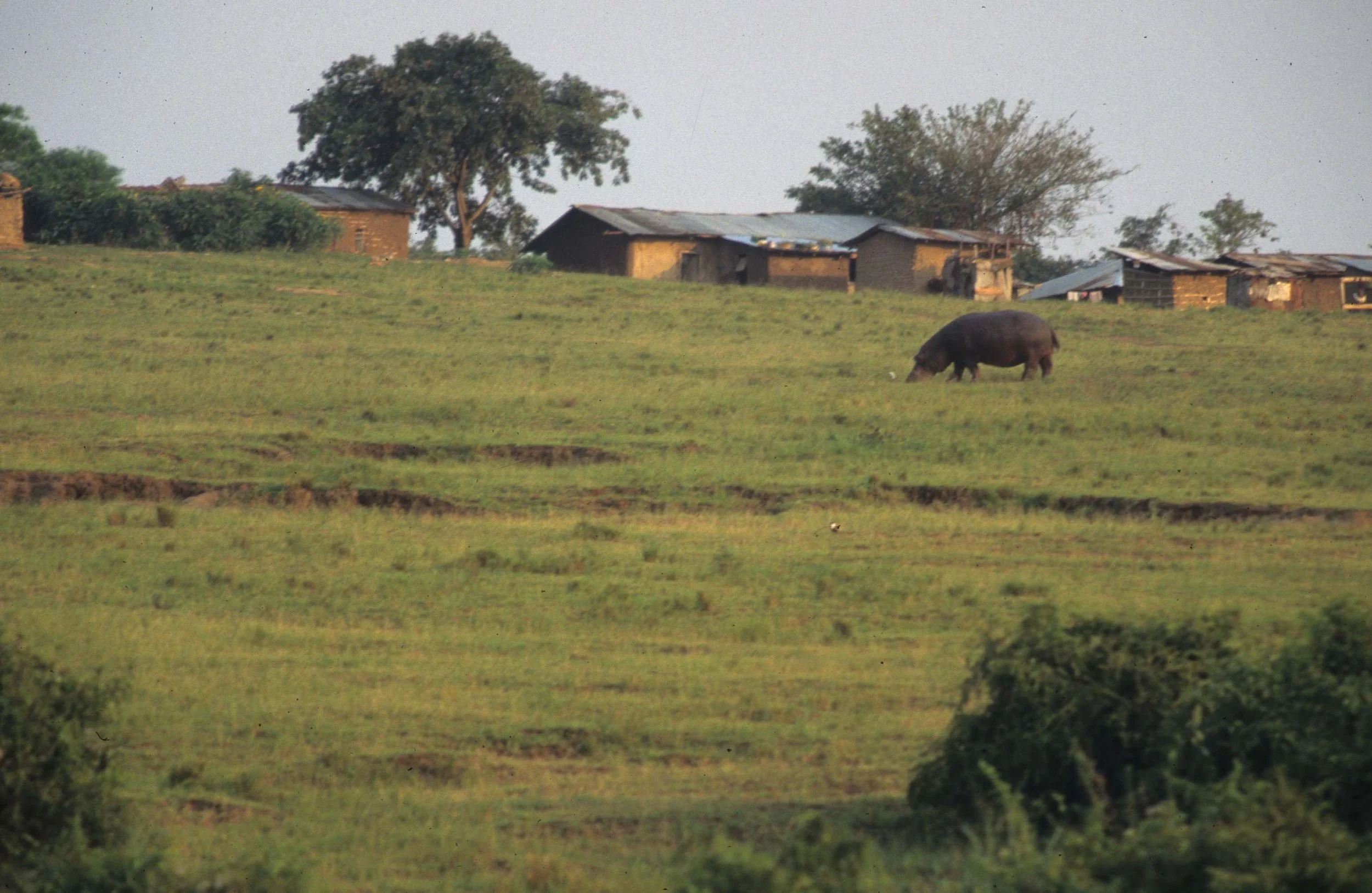 HIPPO- UGANDA IN VILLAGE.jpg