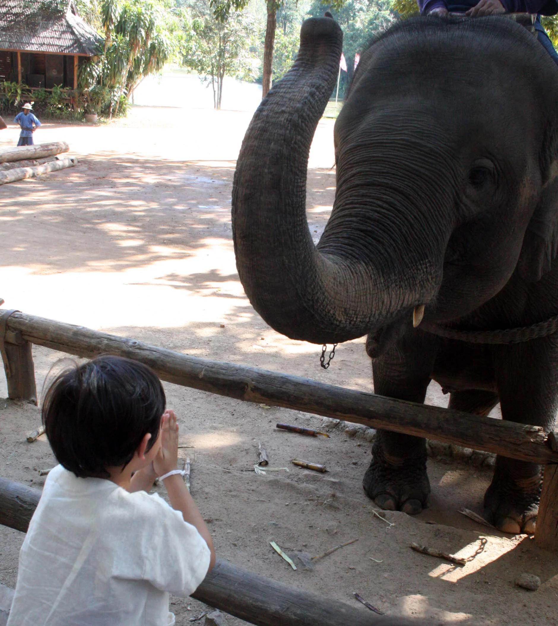 2008 Lampang City & Elephant Center (72).JPG