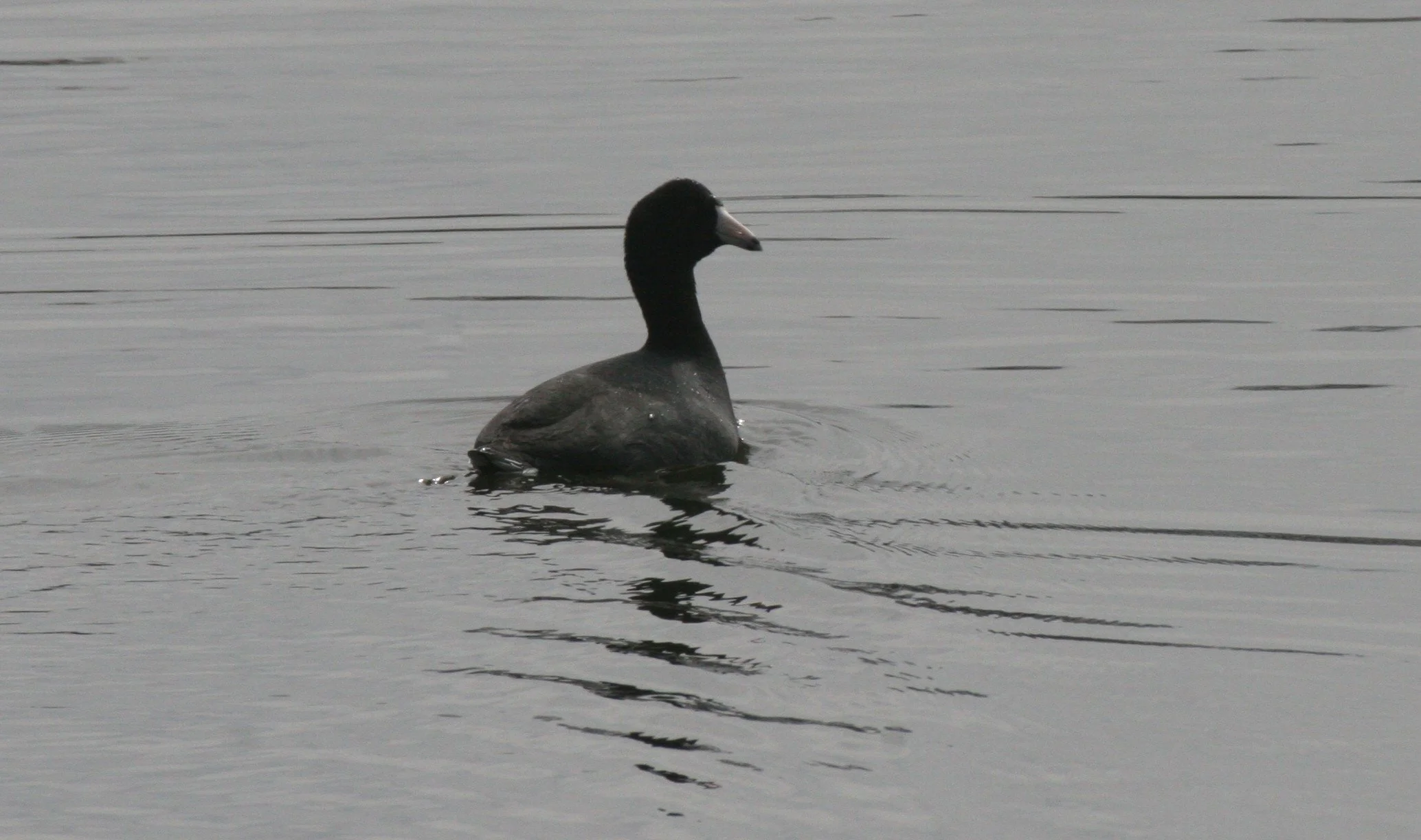 American Coot (Fulica americana) Prat