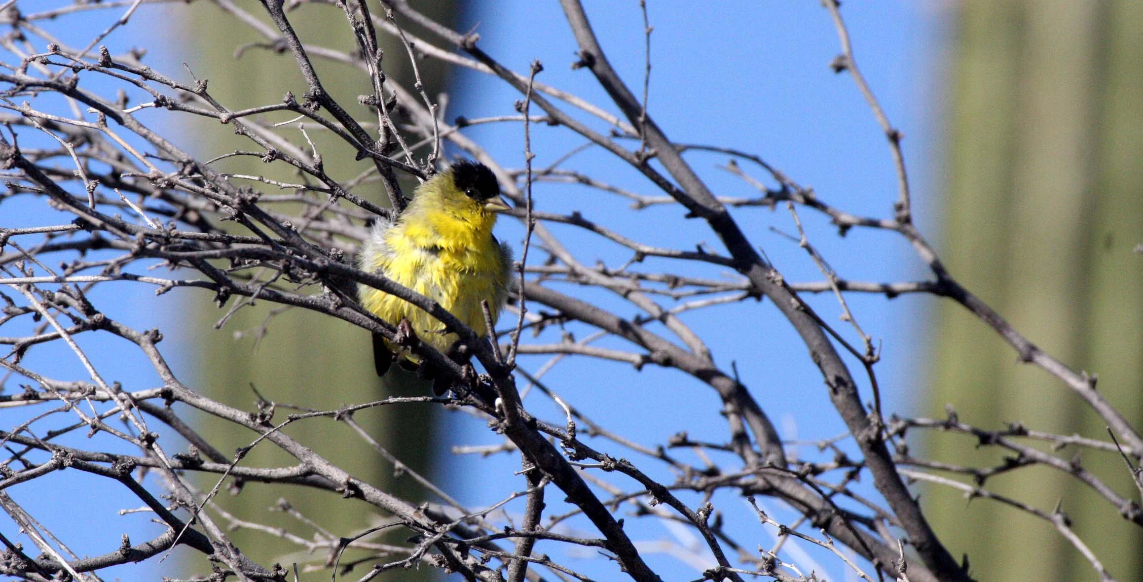 Lesser Goldfinch (Spinus psaltria) Catavina Desert, Baja Mexico (7).JPG