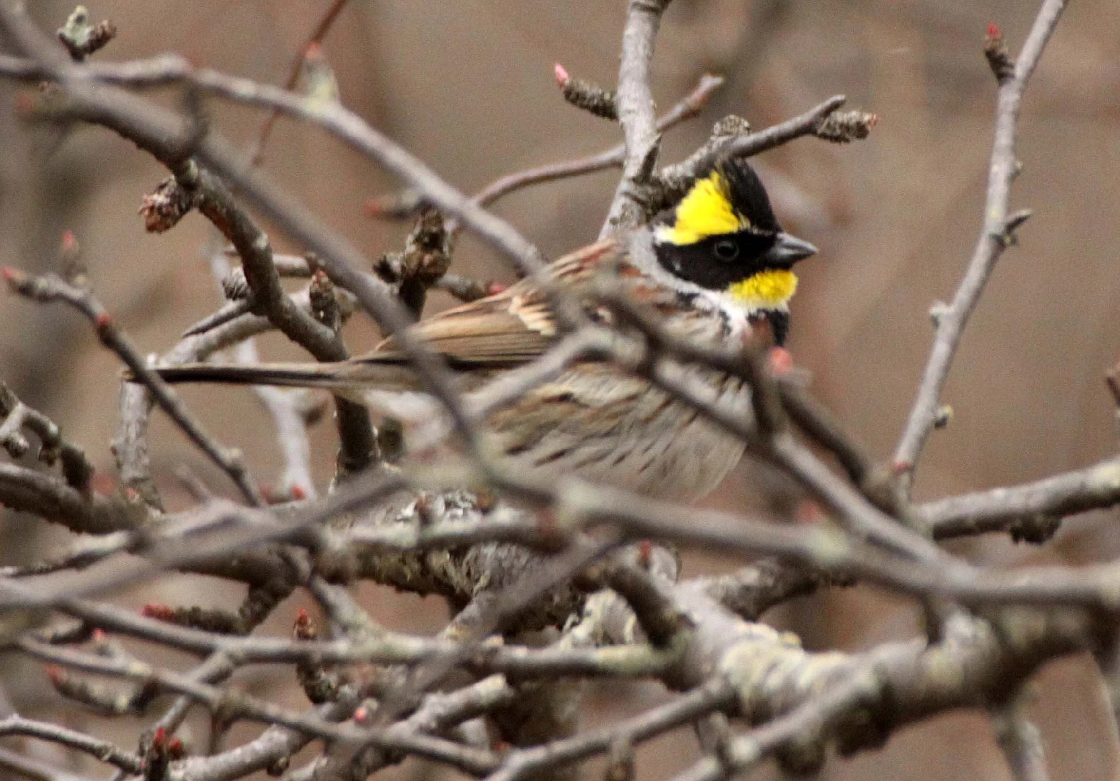 Yellow-throated Bunting (Emberiza elegans) Foping Nature Reserve Shanxi China (5).JPG