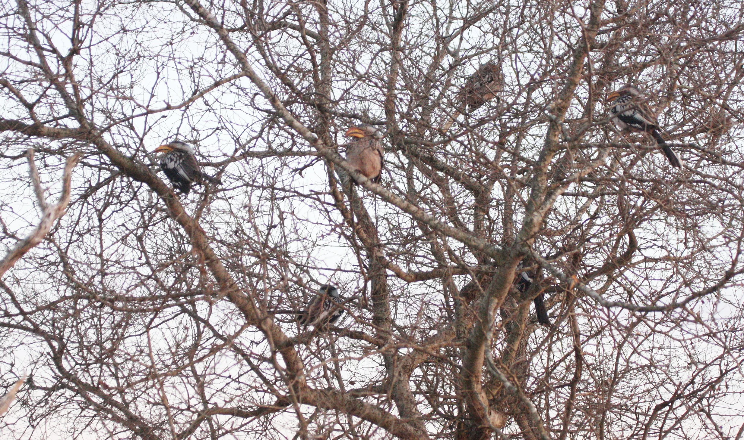 Tockus leucomelas - SOUTHERN YELLOW-BILLED HORNBILL - TOCKUS LEUCOMELAS - KRUGER NATIONAL PARK SOUTH AFRICA (12).JPG