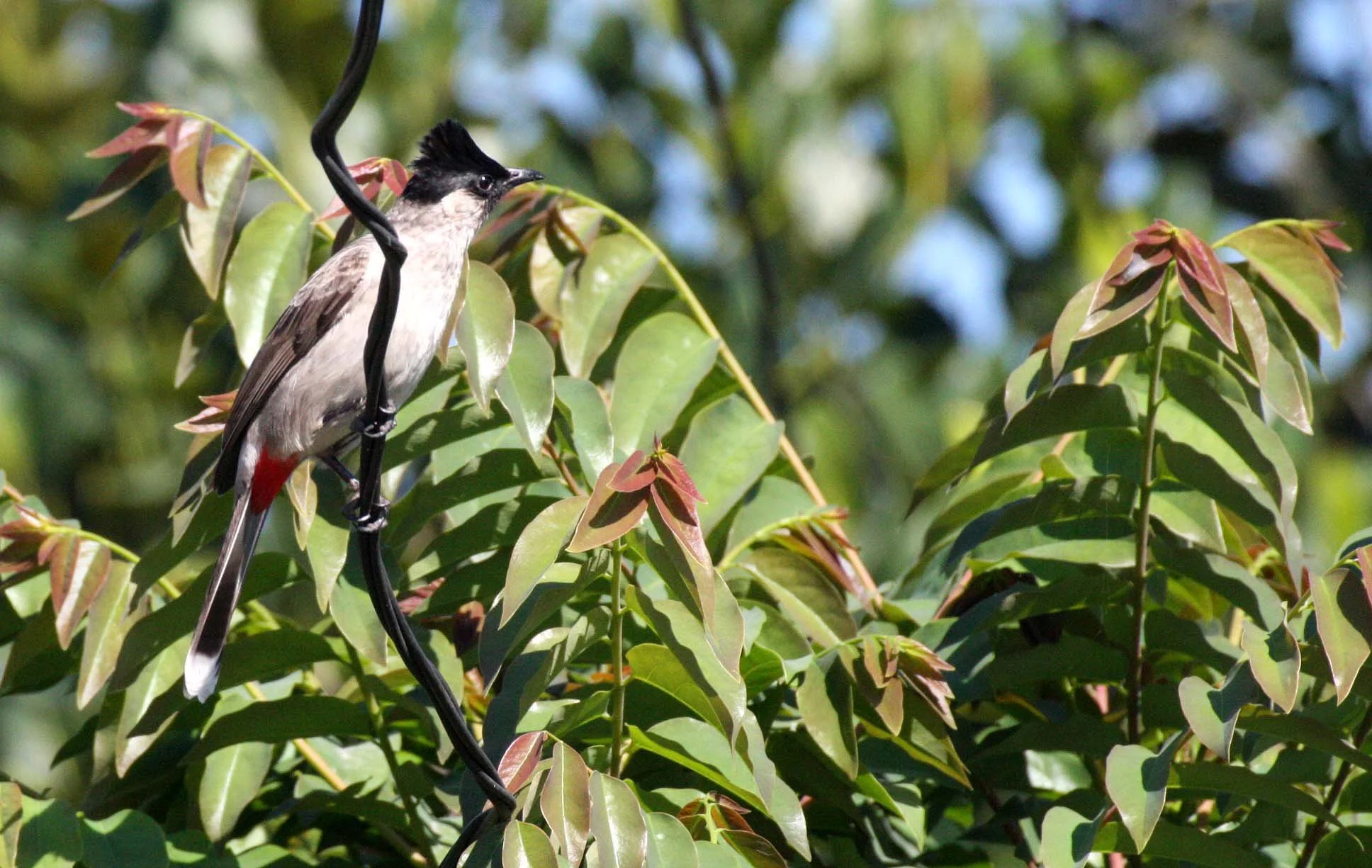 BULBUL - SOOTY-HEADED BULBUL - Pycnonotus aurigaster - CHIANG MAI THAILAND (3).JPG