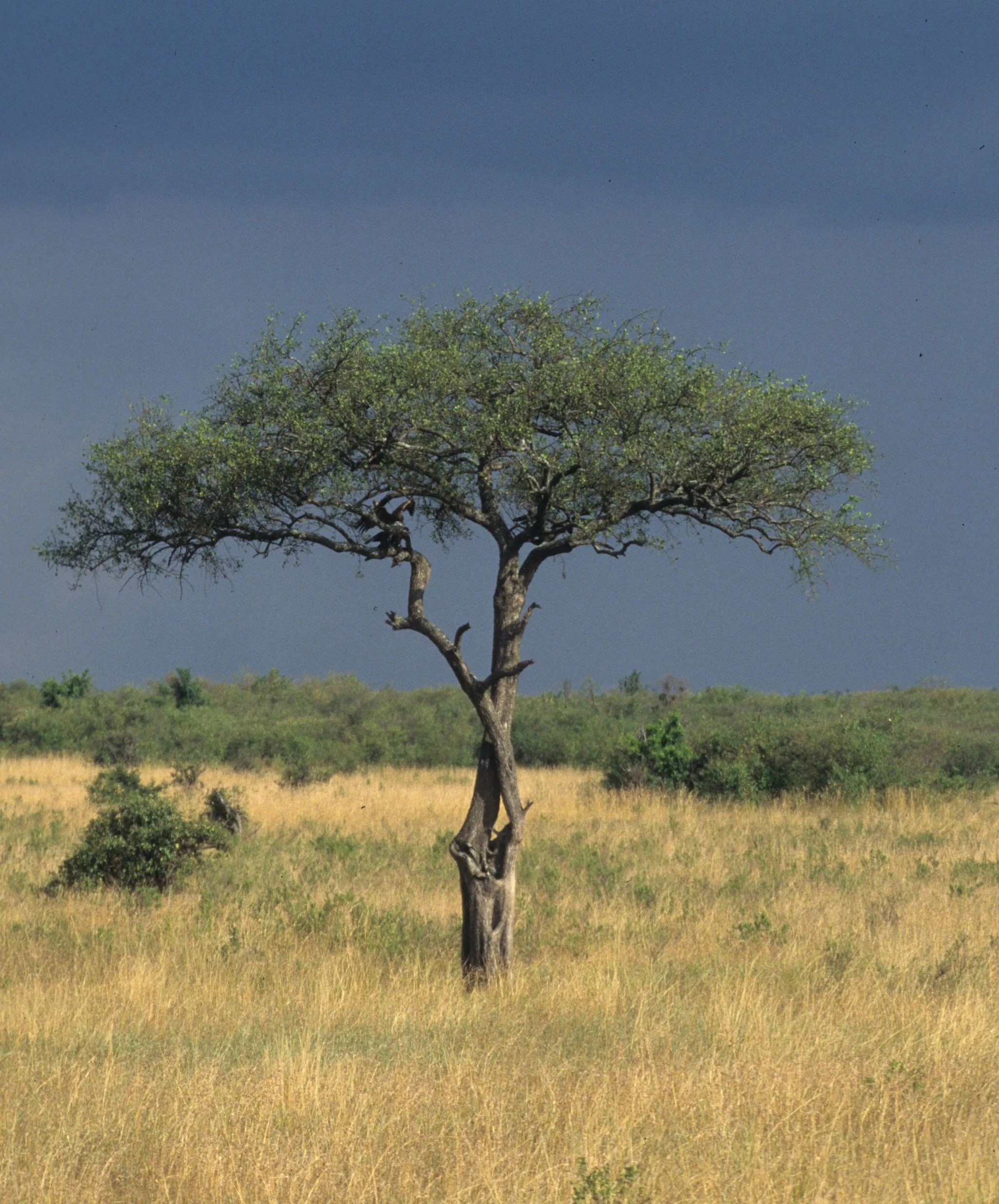 SERENGETI - ACACIA D.jpg