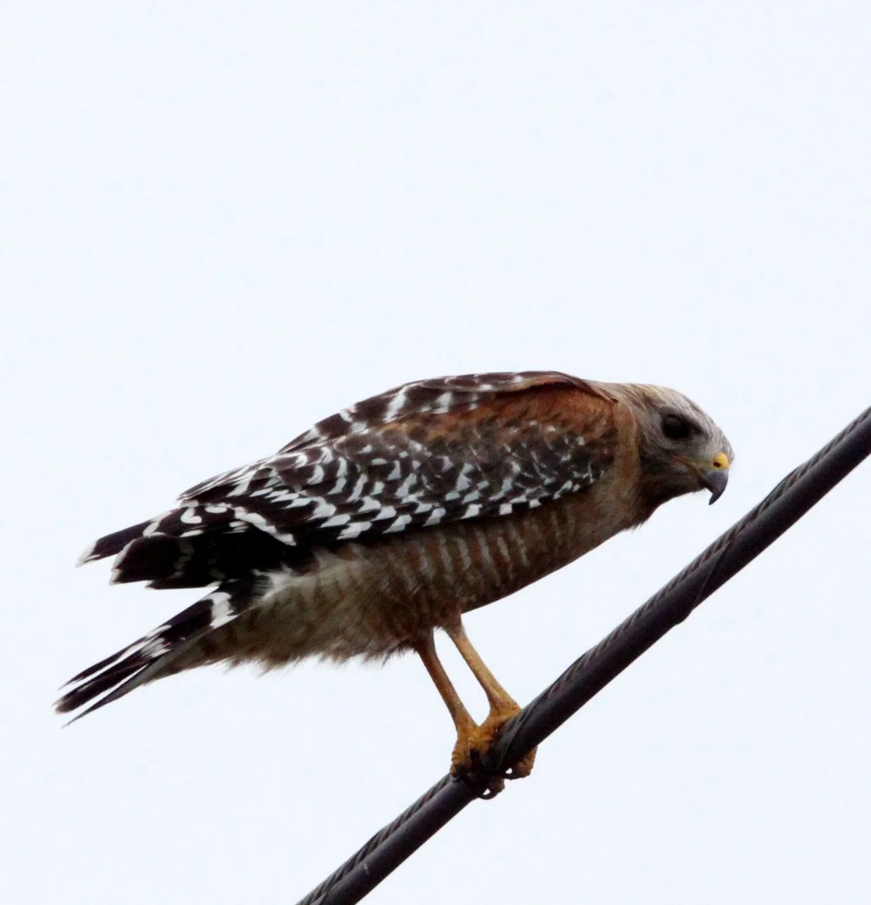 Buteo lineatus - RED-SHOULDERED HAWK - ARCATA BOTTOMLANDS CALIFORNIA (7).JPG