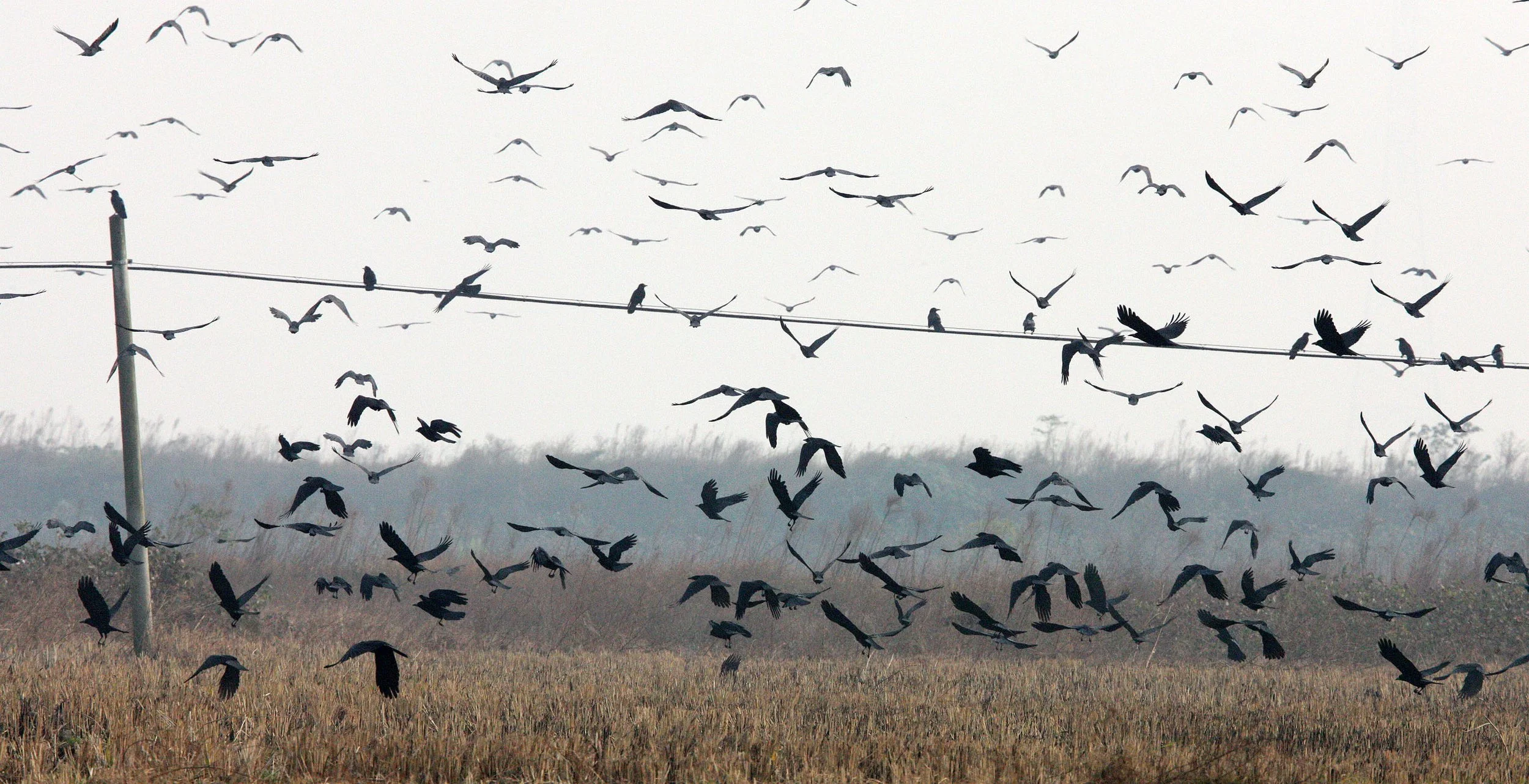BIRD - ROOK - CORVUS FRUGILEGUS - MIXED FLOCK WITH DAURIAN JACKDAW - POYANG LAKE CHINA - JIANGXI PROVINCE (15).JPG