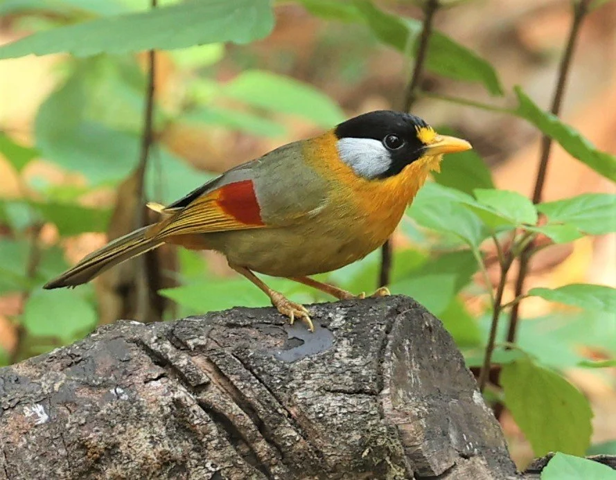 MESIA - SILVER-EARED MESIA - Leiothrix argentauris - DOI ANG KHANG CHIANG MAI FEB 2022 (21).jpg