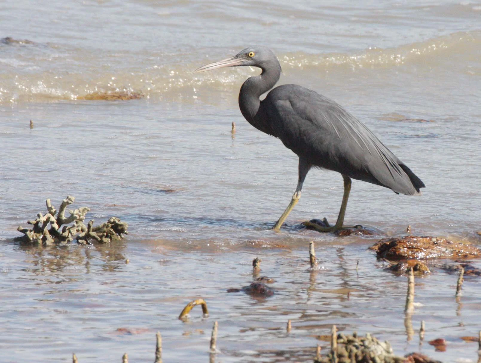 EGRET - PACIFIC REEF EGRET - Egretta sacra - KOH LANTA  (21).JPG