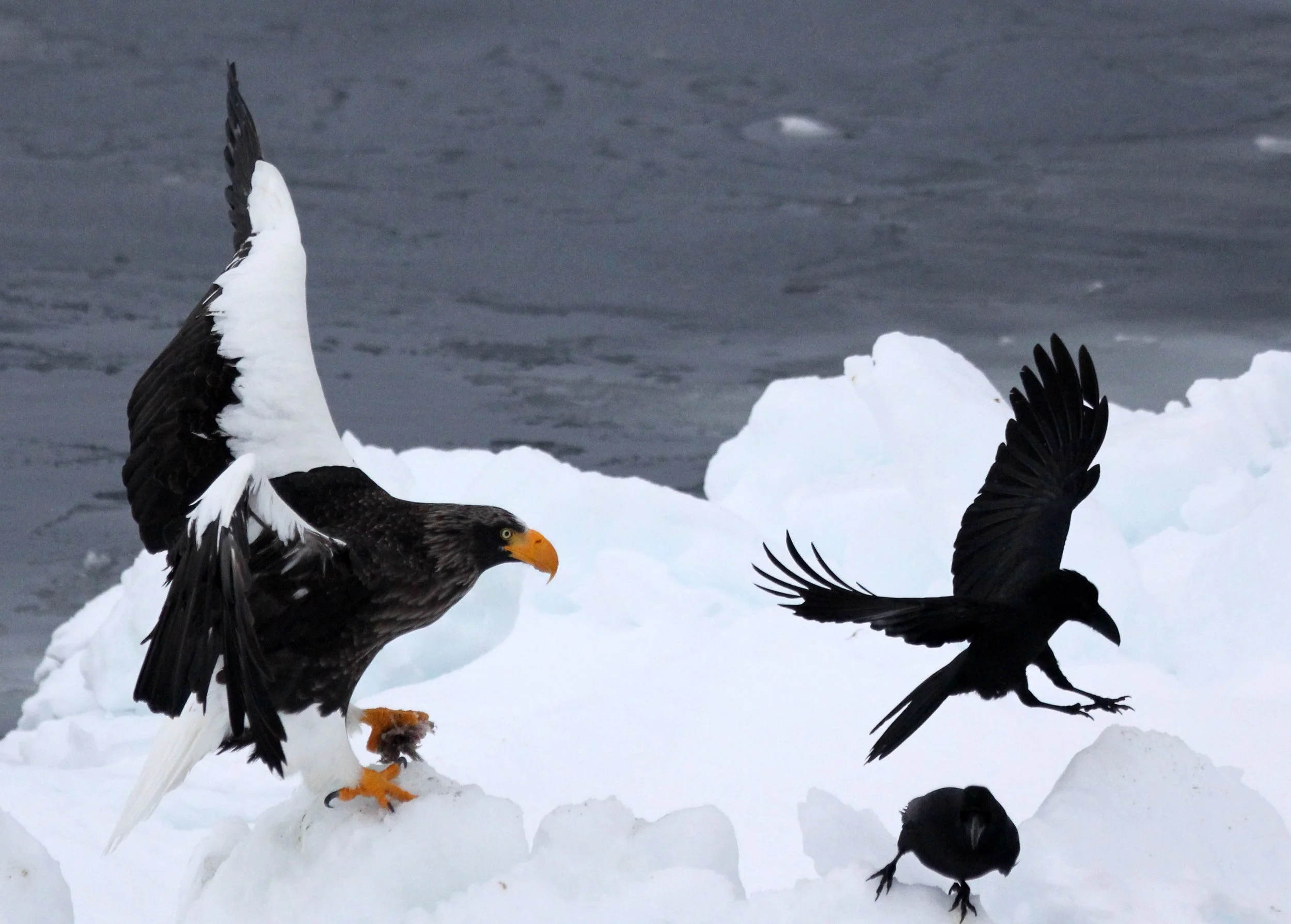 BIRD - EAGLE - STELLER'S SEA EAGLE - RAUSU, SHIRETOKO PENINSULA & NATIONAL PARK - HOKKAIDO JAPAN (86).JPG