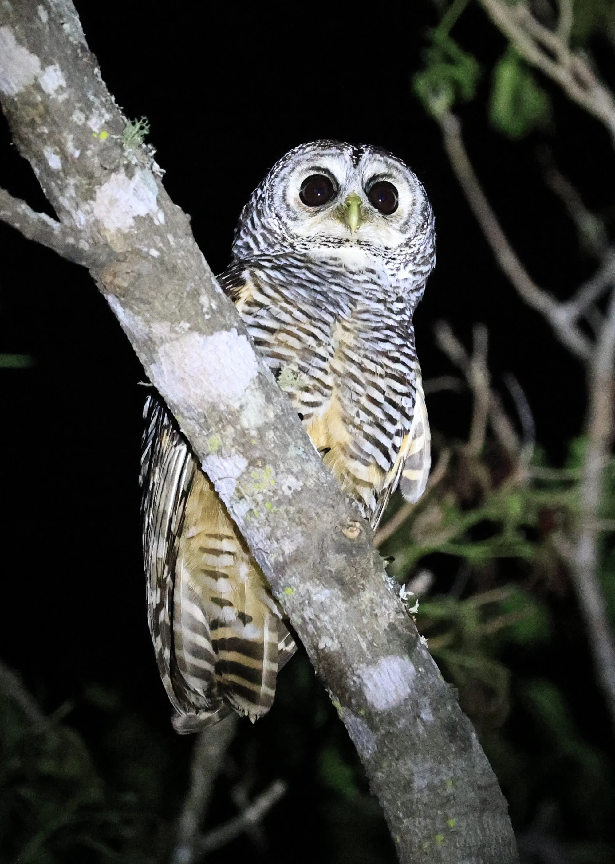 Chaco Owl (Strix chacoensis) Reserva Nueland  Selva Serena (43).jpg