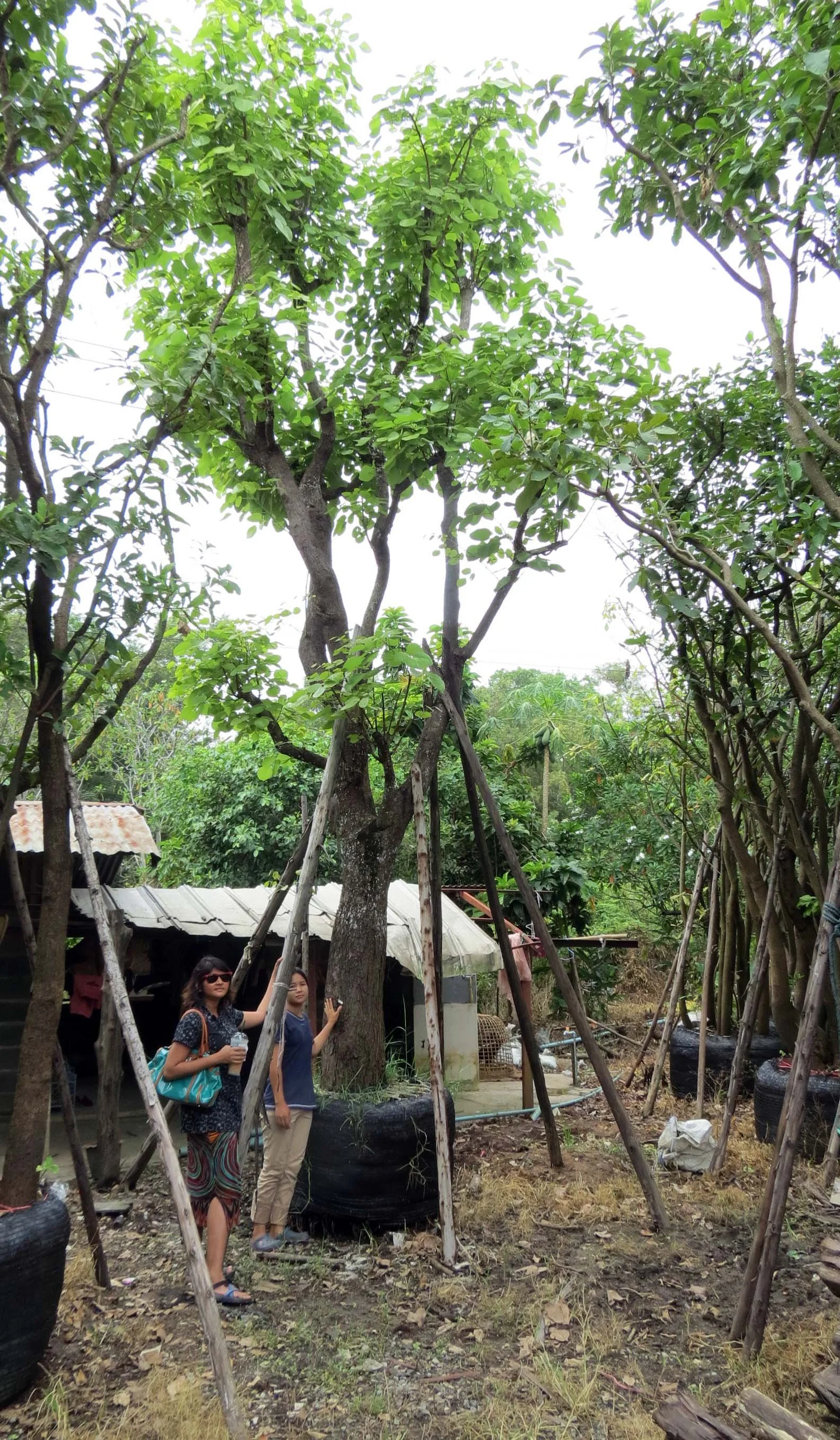 2013 Nakhon Nayok Nursery Region Khlong 15 Area (2).JPG