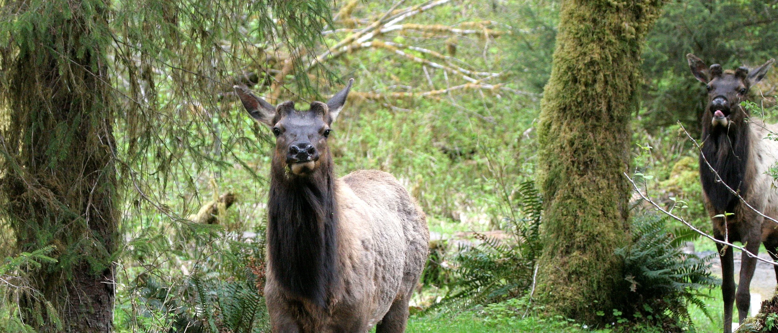 Cervus canadensis roosevelti - ROOSEVELT ELK - HOH RIVER VALLEY - ONP WA  (146).JPG