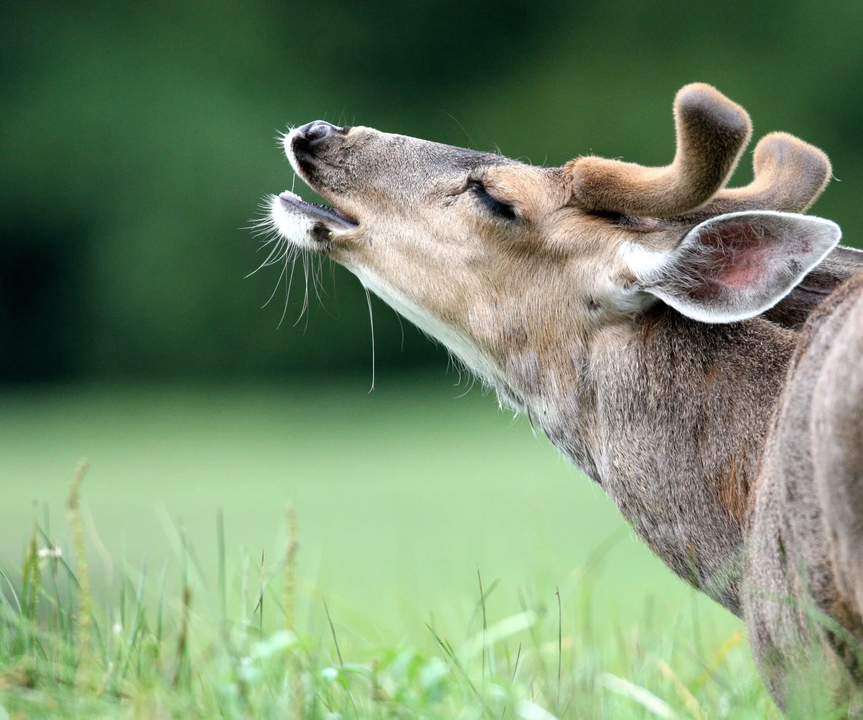 Odocoileus hemionus sitkensis - SITKA BLACK-TAILED DEER - KNIGHT INLET BRITISH COLUMBIA (27).JPG