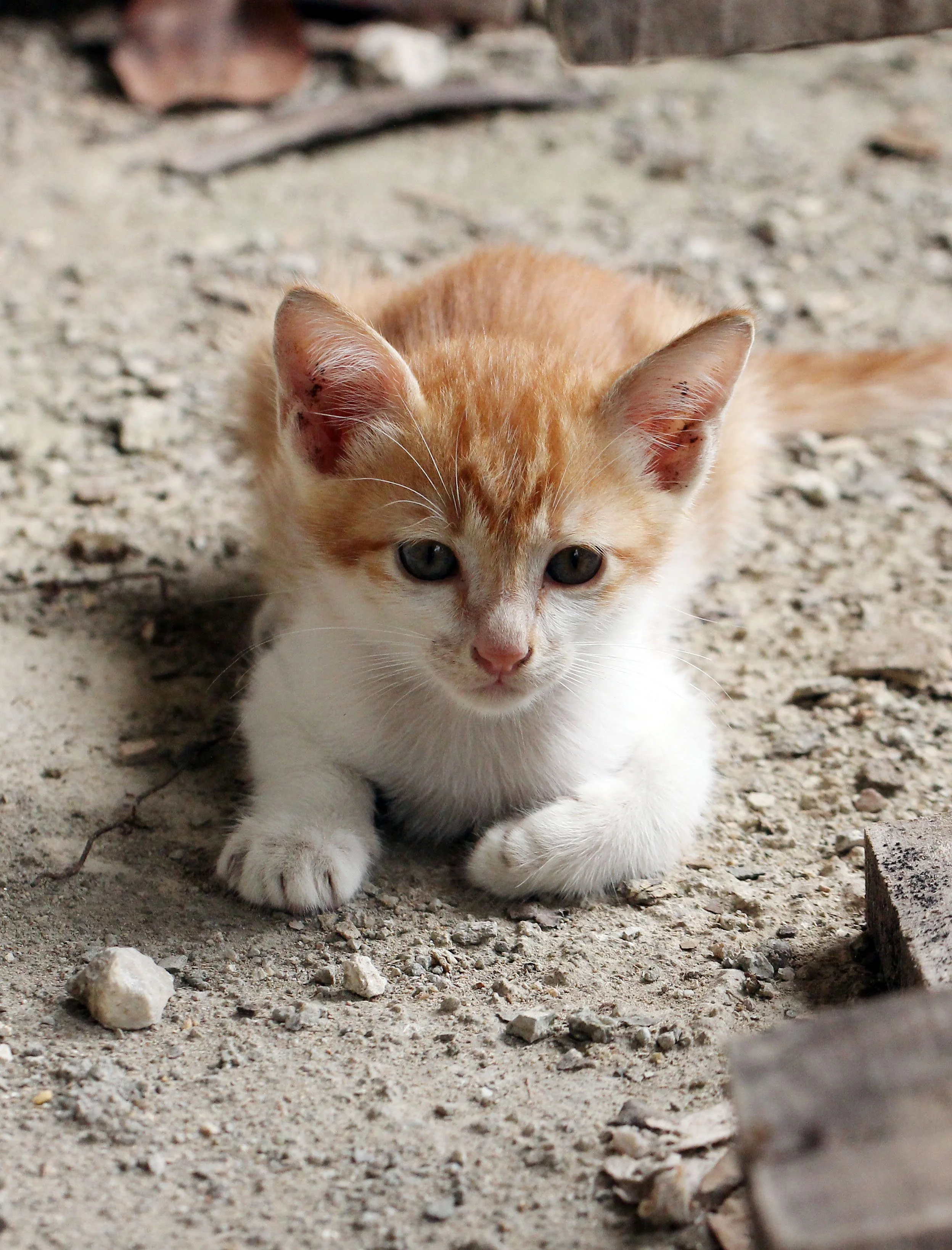 2015 Koh Lanta October Break Trip  (218).JPG