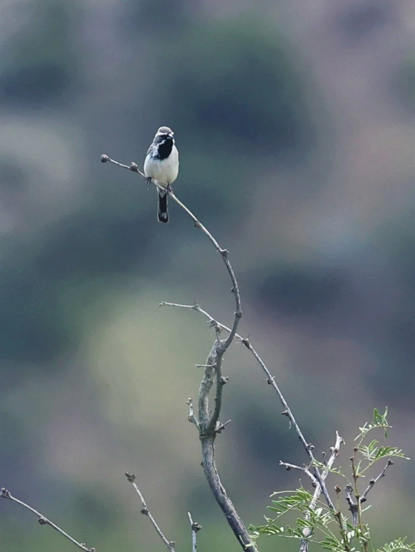 Black-throated Sparrow (Amphispiza bilineata) Cave Creek Arizona (1).jpg