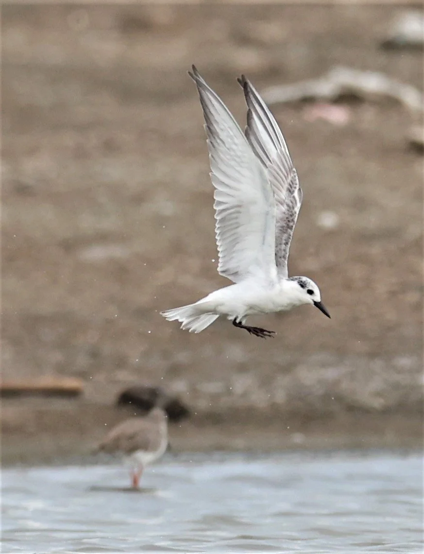 TERN - COMMON TERN - Sterna hirundo - BANG PAKONG SALT PANS CHACHOENGSAO WEST OF RIVER (23).jpg