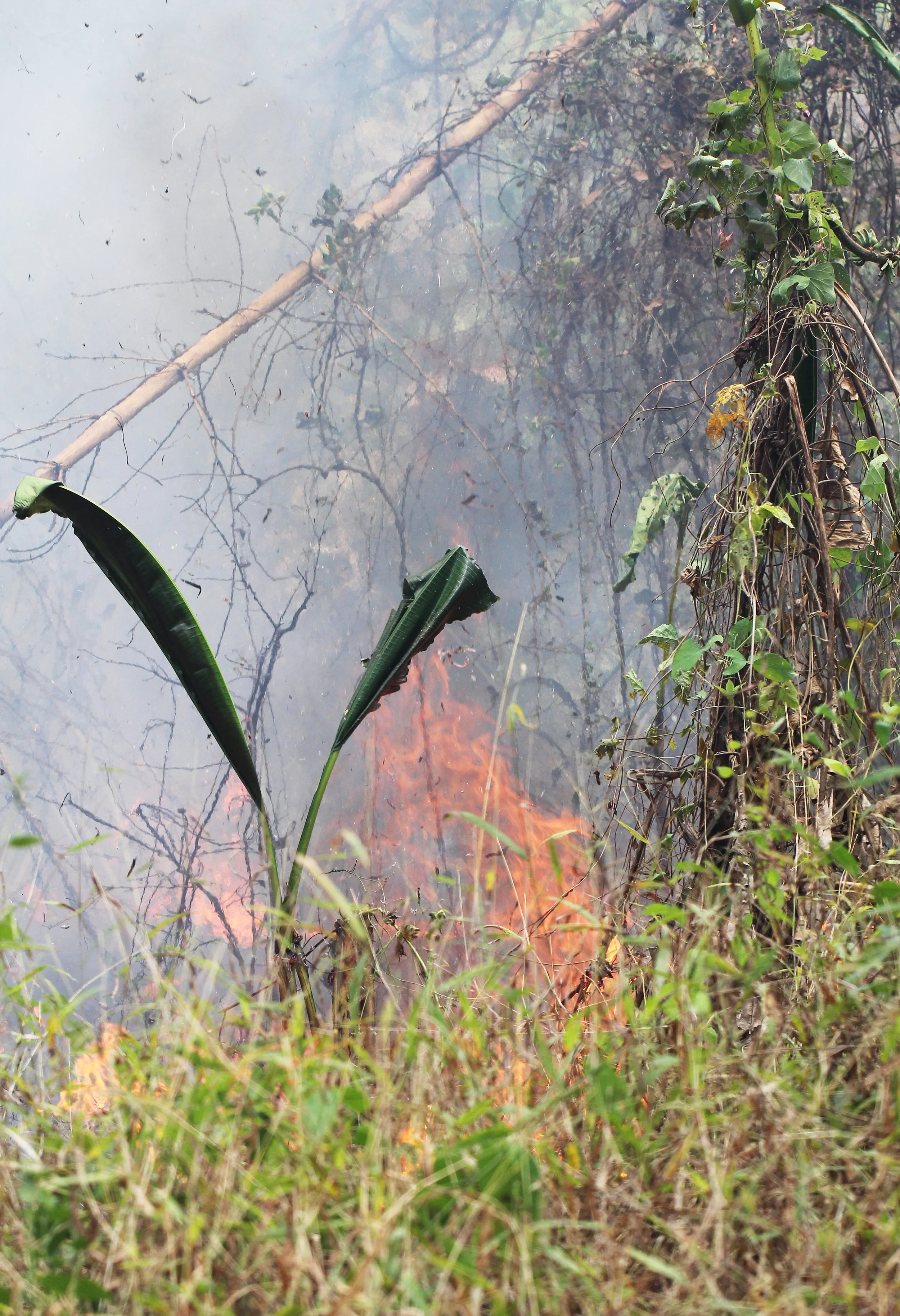 2015 Huai Mai Dee Huai Kha Khaeng Wildlife Refute (33).JPG