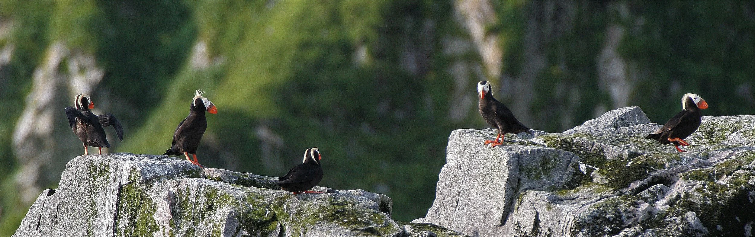 Fratercula cirrhata - TUFTED PUFFIN - COMMANDERS MEDNY ISLAND aa1 (5).jpg