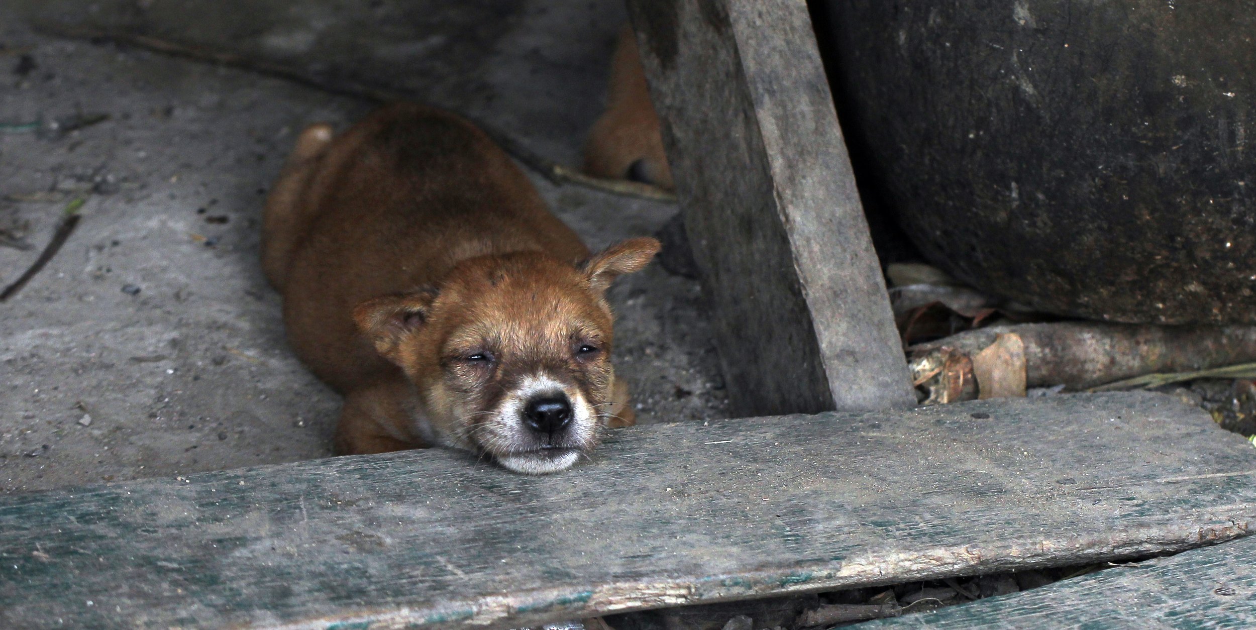 2015 Huai Mai Dee Huai Kha Khaeng Wildlife Refute (23).JPG