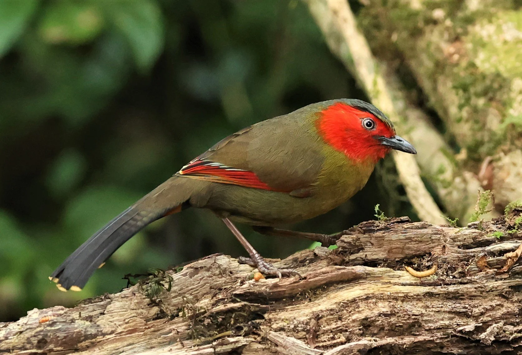 LIOCICHLA - SCARLET-FACED LIOCICHLA - Liocichla ripponi - DOI PHA HOM POK NP DOI LANG EAST FEB 2022 (46).jpg