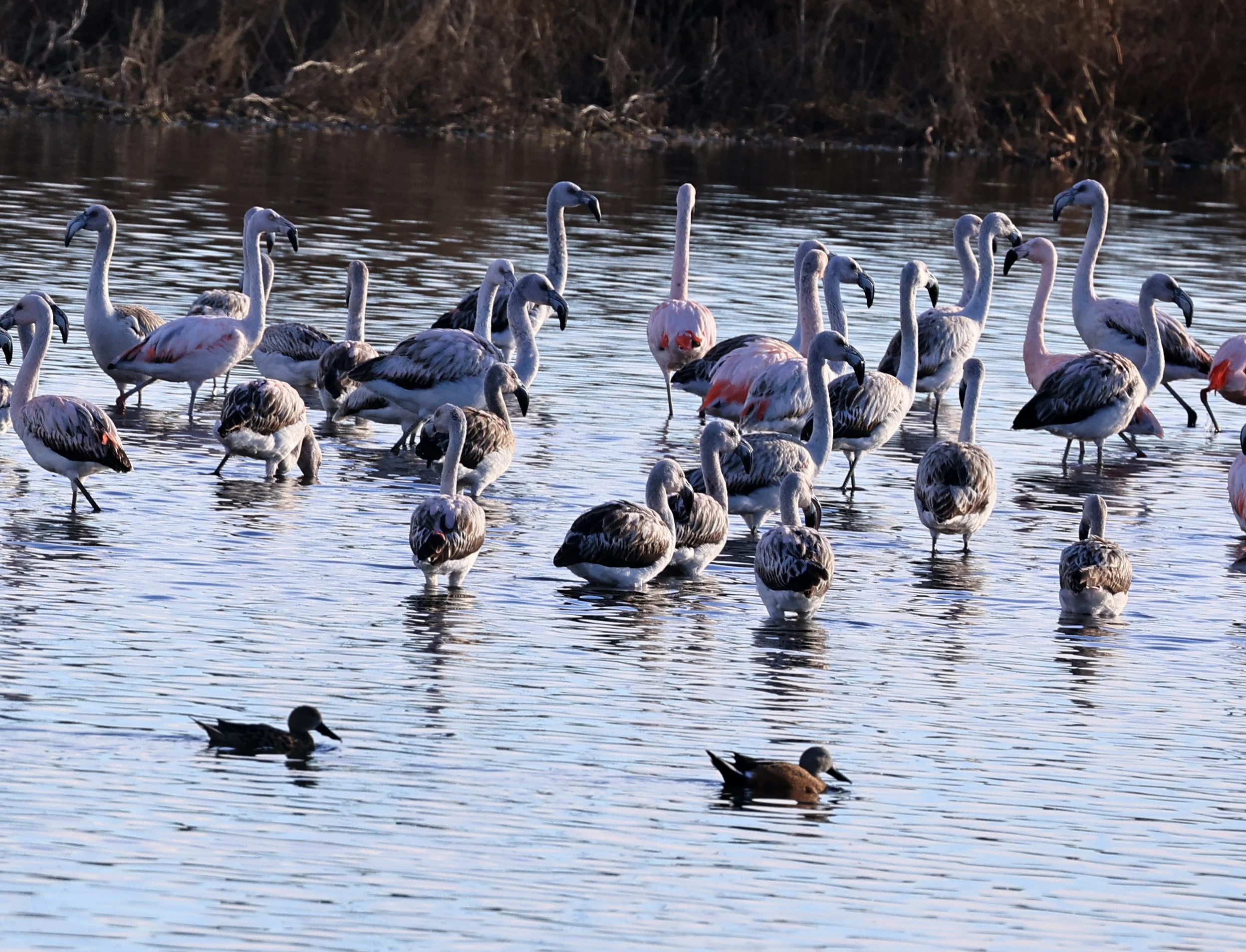 Chilean Flamingo (Phoenicopterus chilensis) Lagunas del Ornitólogo, Trelew Argentina (11).jpg