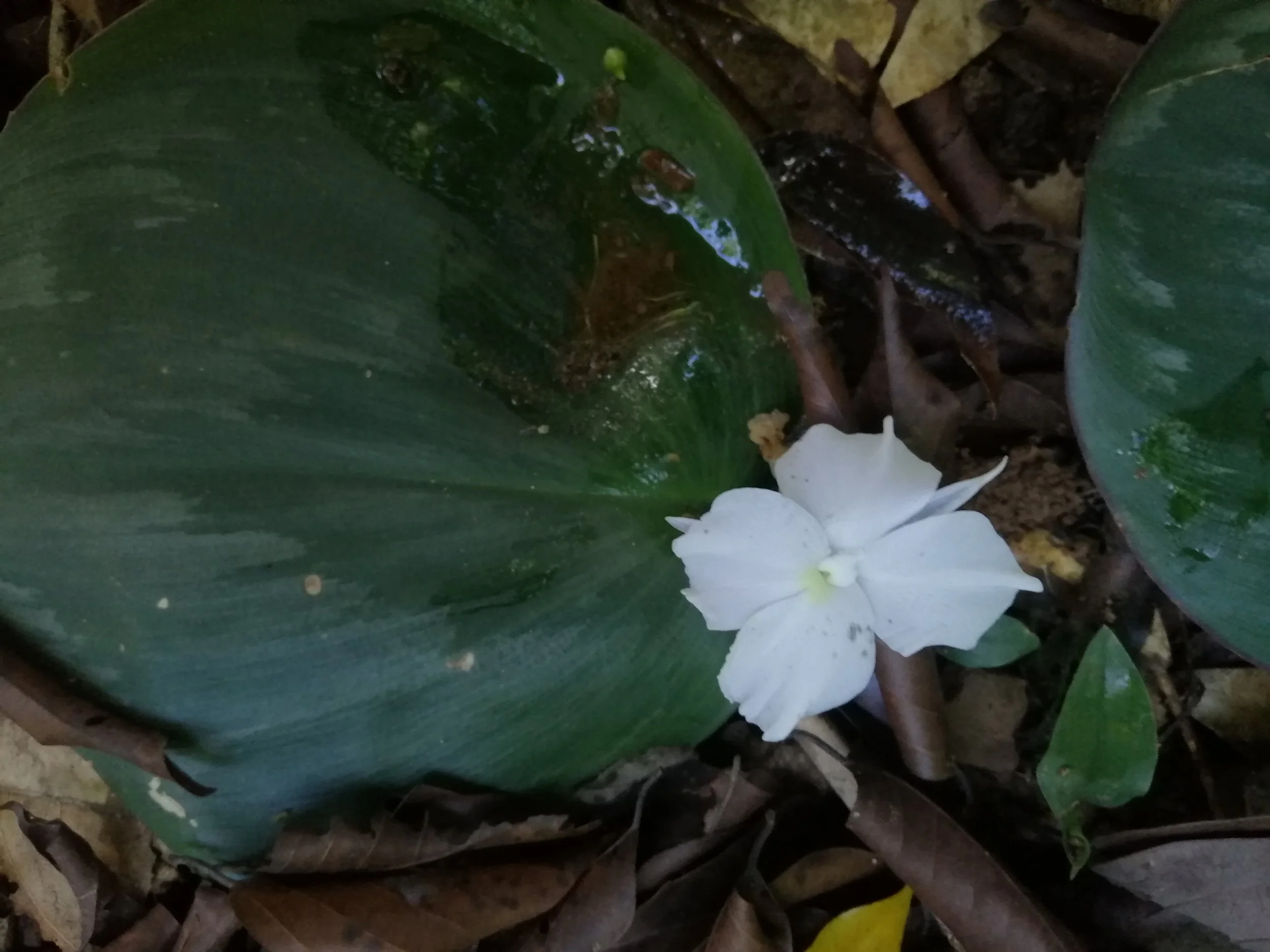 Kaempferia koratensis is an endemic to the Korat Plateau and has no English common name.  