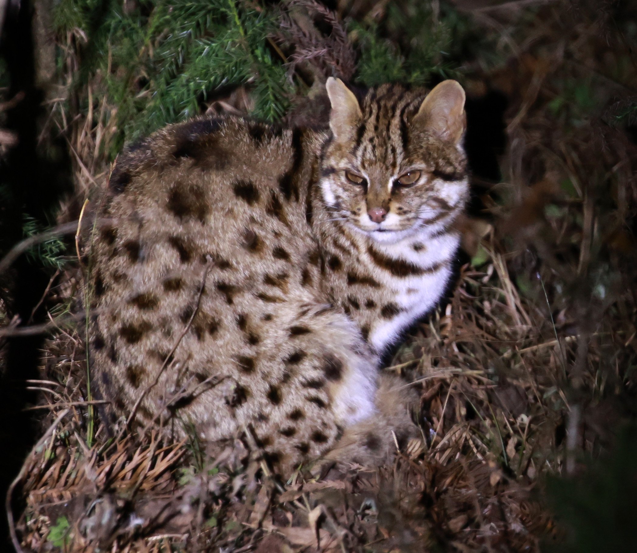 Mainland Leopard Cat (Prionailurus bengalensis) Tangjiahe National Nature Reserve, Sichuan China (14).jpg