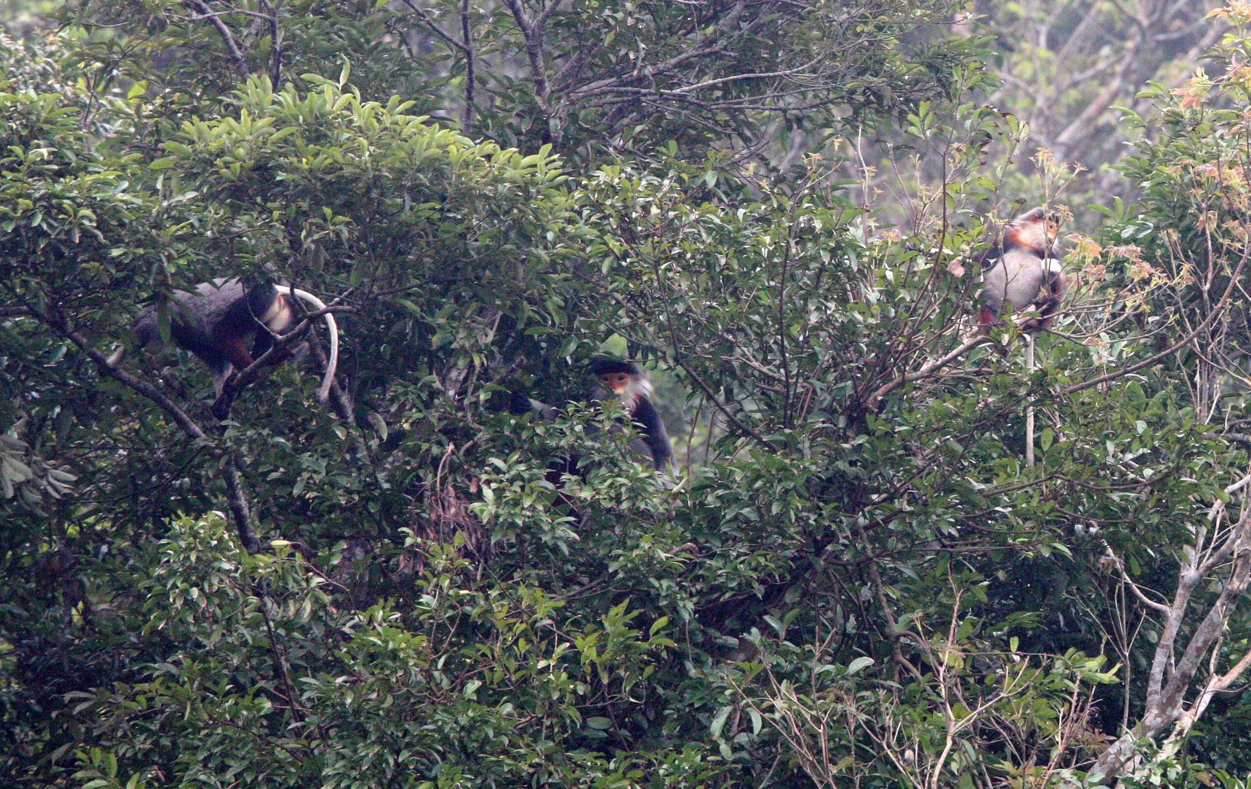 CERCOPITHECIDAE - Pygathrix nemaeus - RED-SHANKED DOUC - SON TRA PENINSULA DA NANG VIET NAM (97).JPG