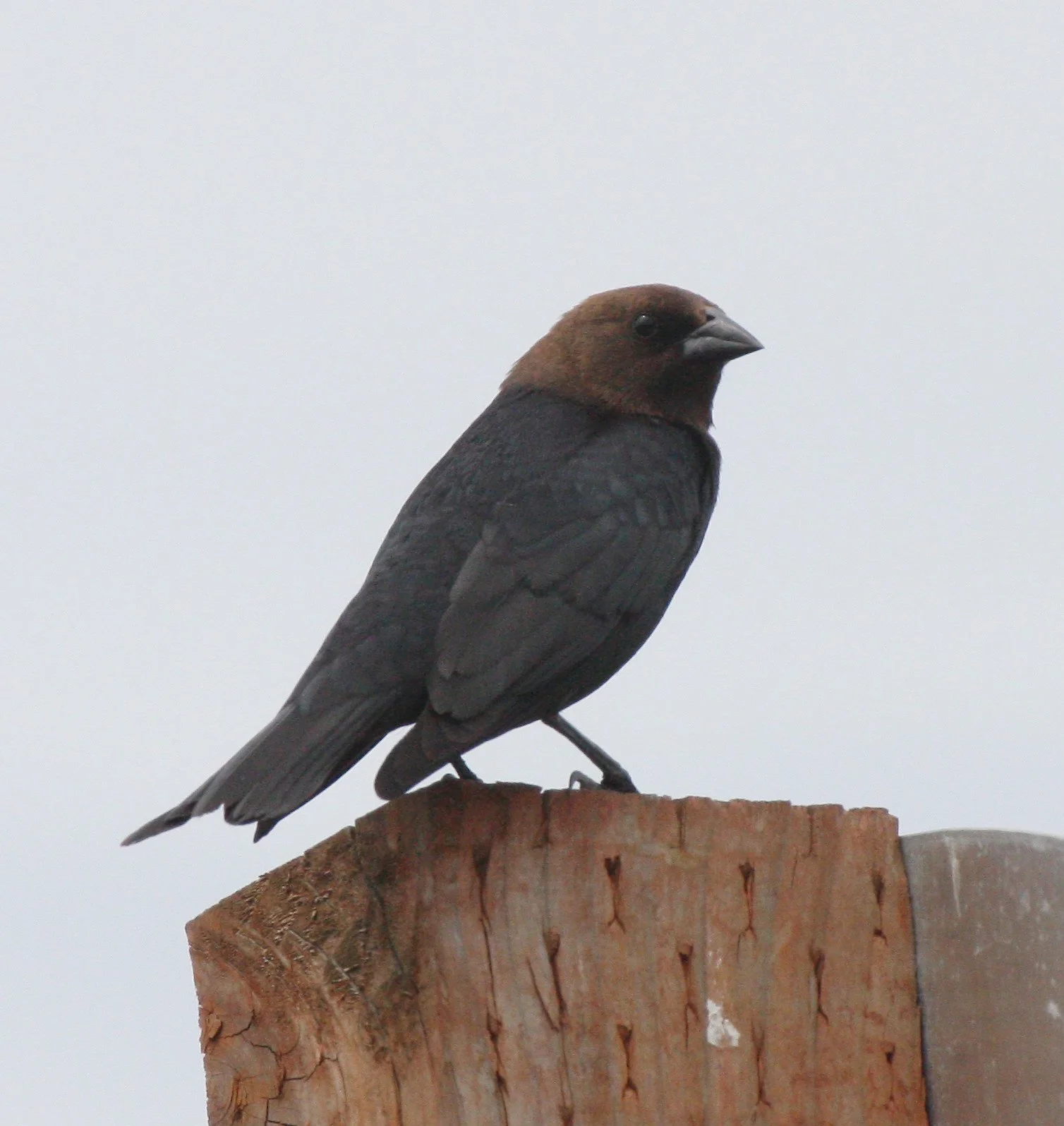 Brown-headed Cowbird (Molothrus ater) Dungeness Spit Washington (3).JPG