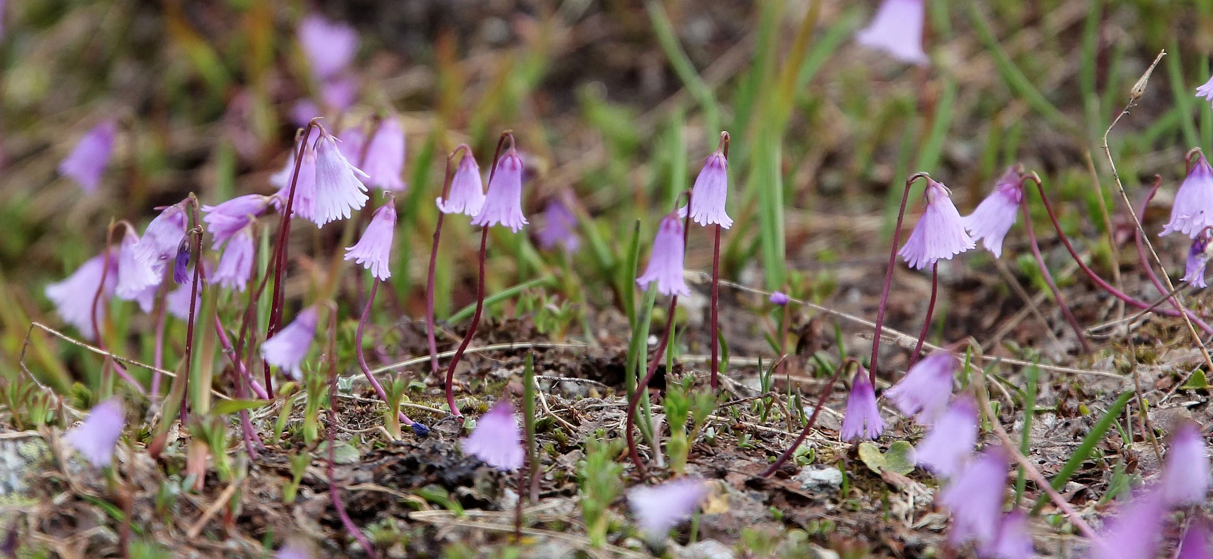 STELVIO NATIONAL PARK ITALY (96).JPG