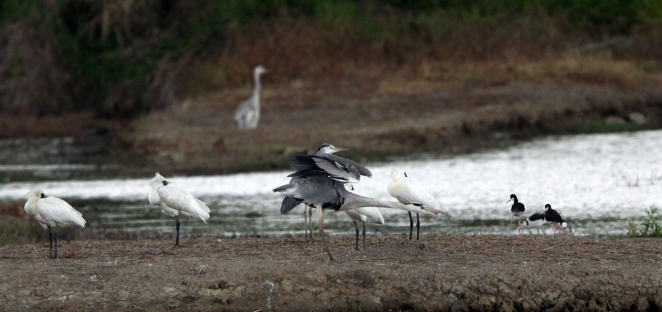 SPOONBILL - BLACK-FACED SPOONBILL - Platalea minor - MAI PO WETLANDS HONG KONG (16).JPG
