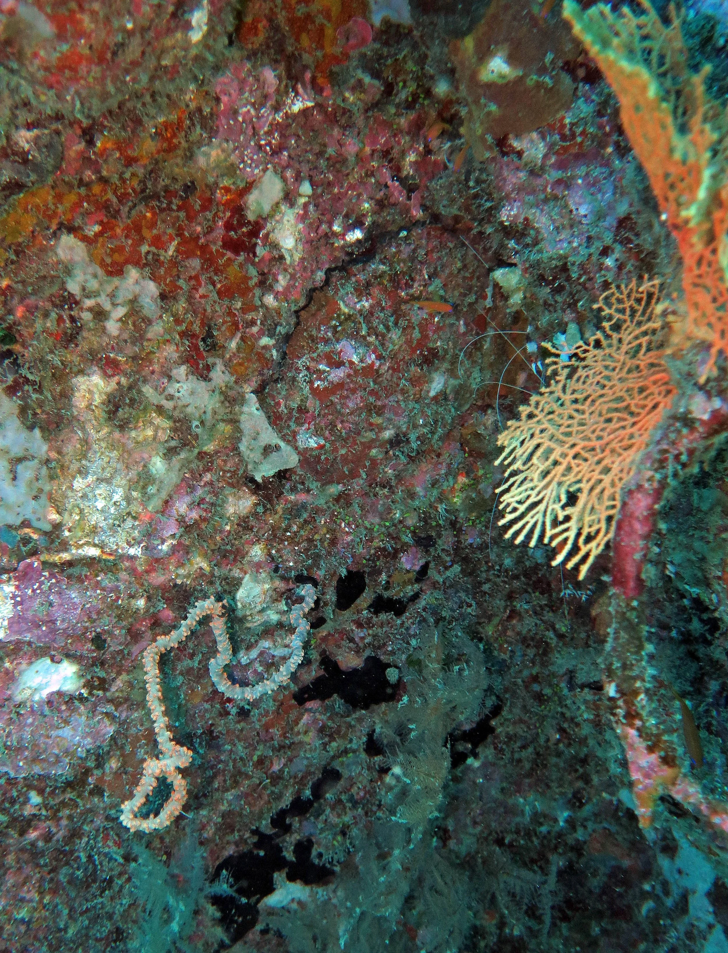 2014 Similan Islands Marine Park Thailand ISB Dive Trip (10).JPG
