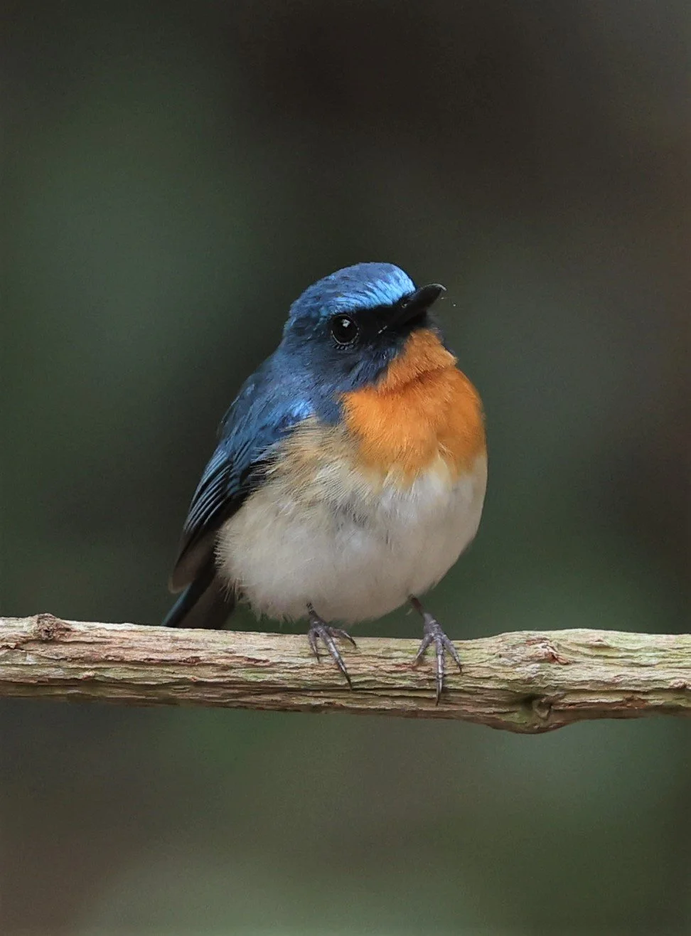 FLYCATCHER - INDOCHINESE BLUE-FLYCATCHER - Cyornis sumatrensis - SRI SATCHANALAI NP MANAO WATERHOLE MAY 1 2022 (89).jpg