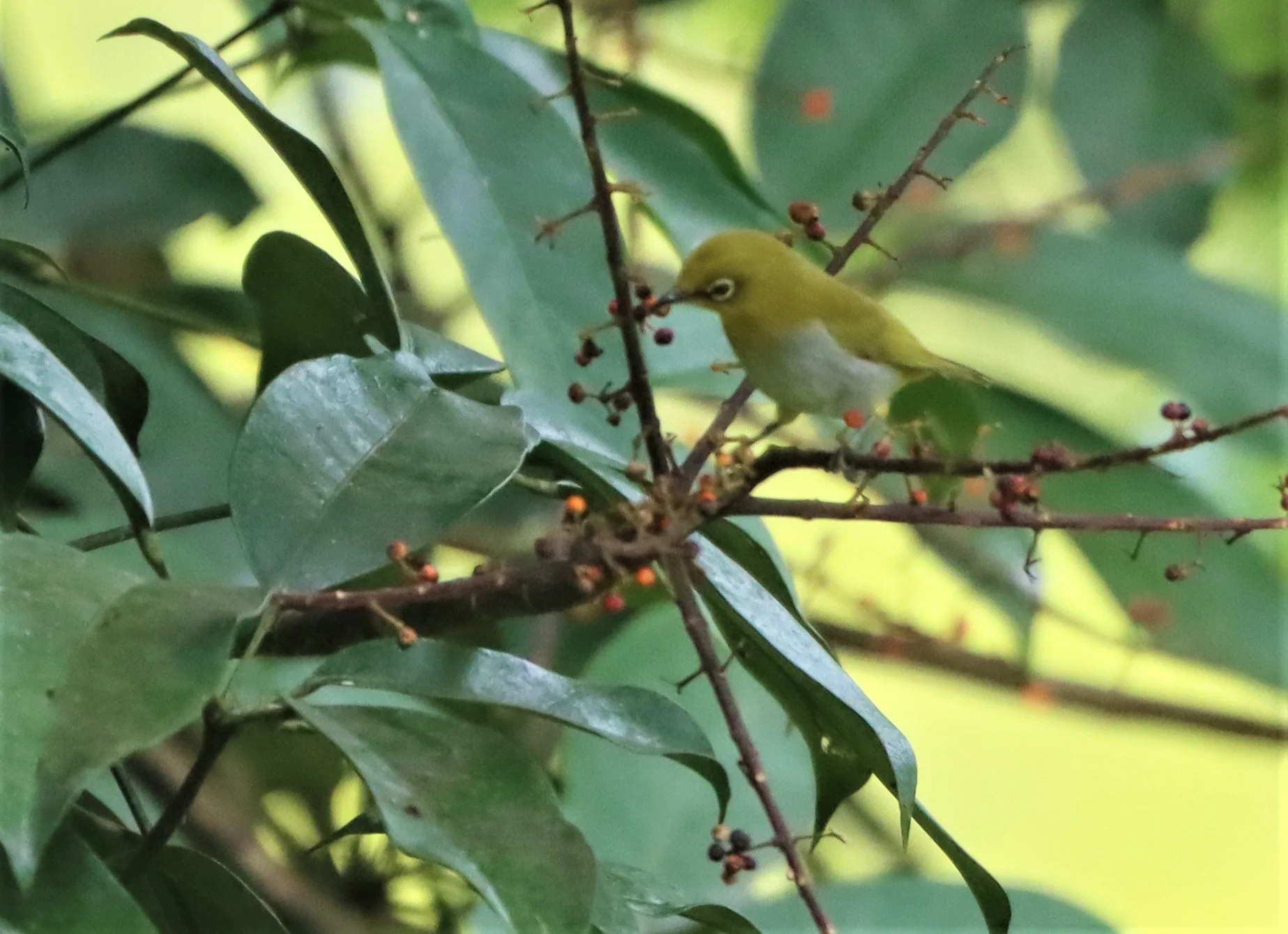 Indian White-eye (Zosterops palpebrosus) Doi Ang Kang Chiang Mai (10).jpg