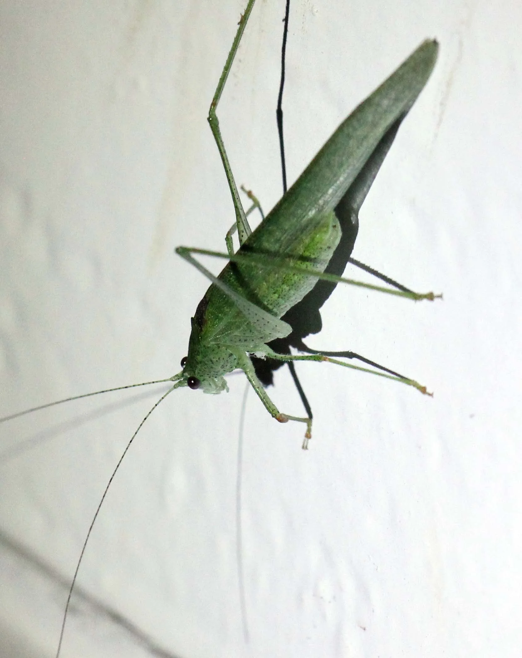 Tettigoniidae - Species 9 - Valparai, Tamil Nadu, India 