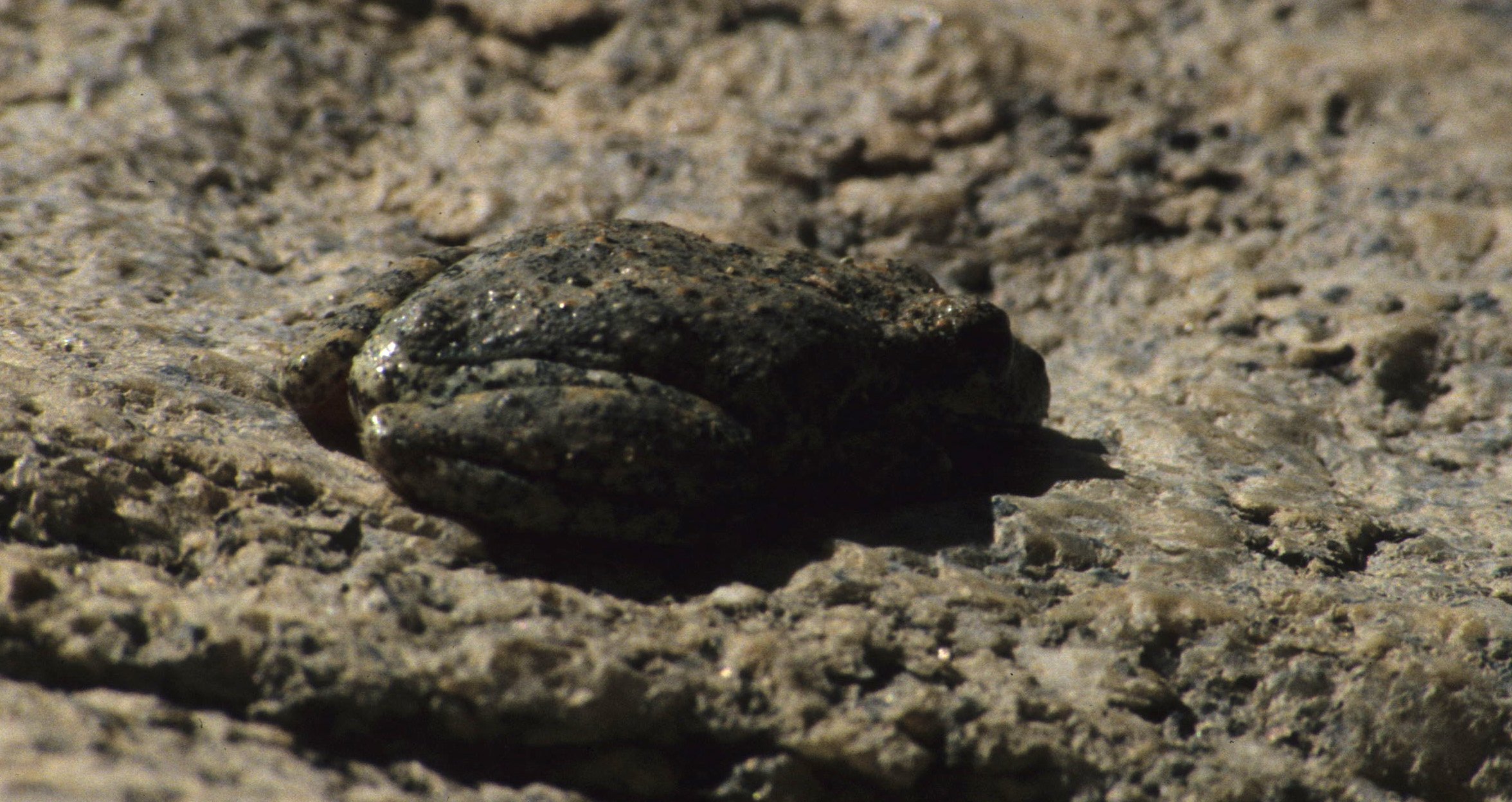 ANZA BORREGO - TOAD - SPADE FOOT.jpg