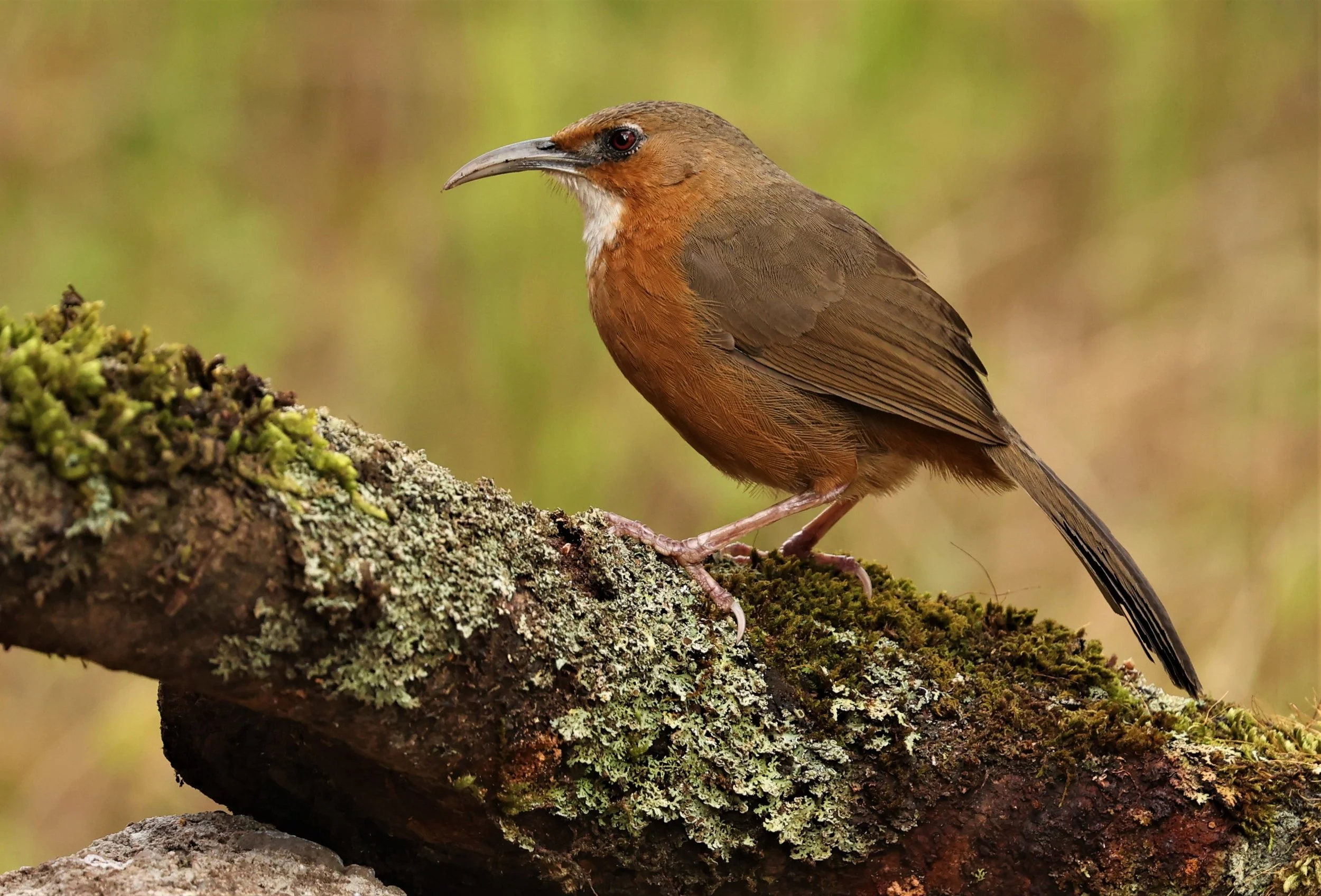 SCIMITAR BABBLER - RUSTY-CHEEKED SCIMITAR BABBLER - Erythrogenys erythrogenys - DOI LANG WEST, DOI PHA HOM POK NP, CHIANG MAI DEC 2021 (35).jpg