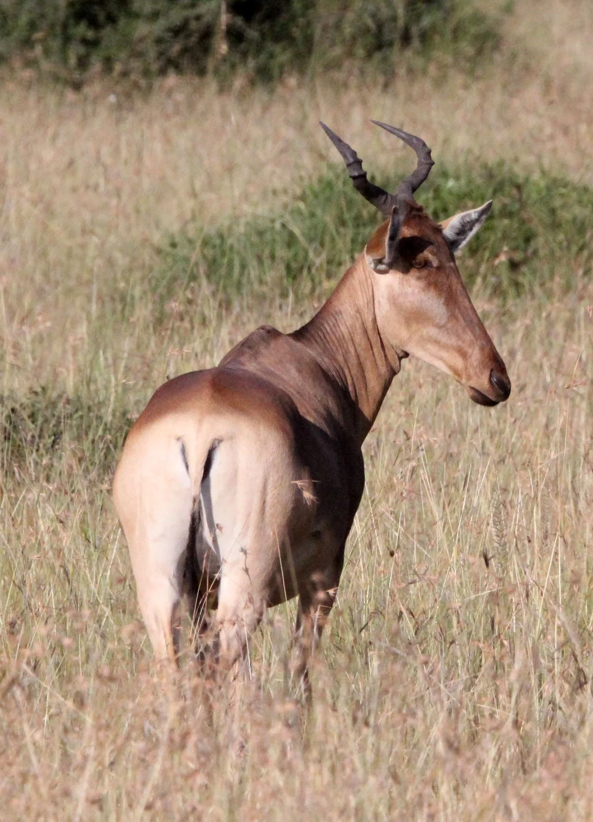 HARTEBEEST - COKE'S HARTEBEEST - Alcephalus cokii - MASAI MARA NATIONAL PARK KENYA (54).JPG