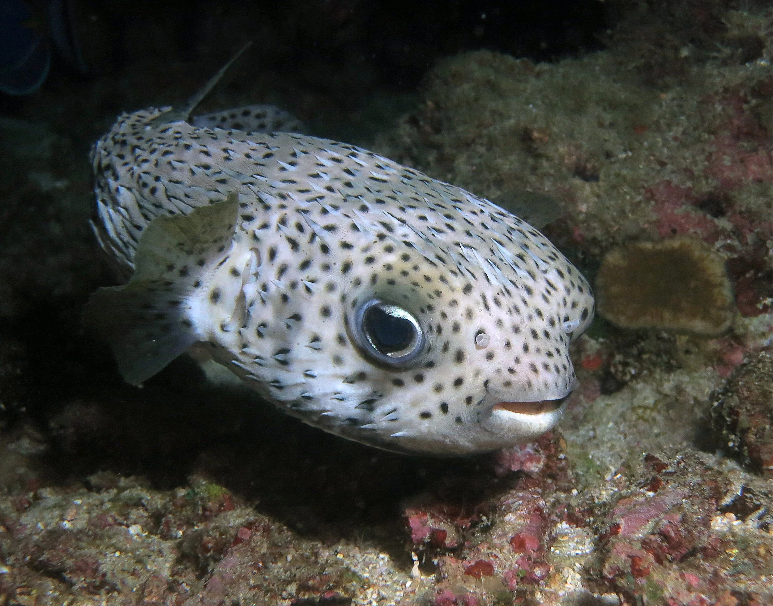 Diodontidae - Spot-fin Porcupinefish (Diodon hystrix) - Similan Islands Thailand.JPG