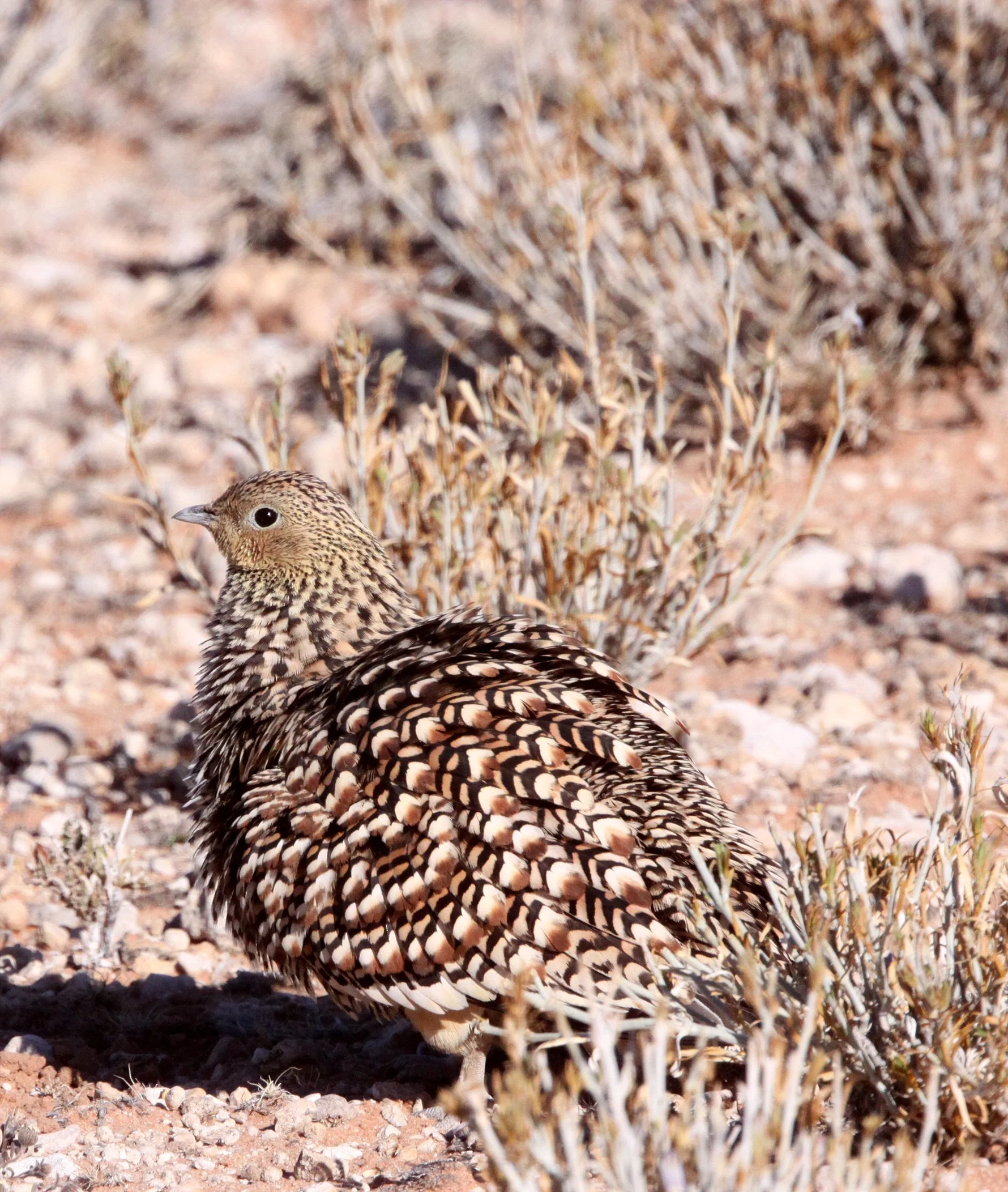 Burchell's Sandgrouse (Pterocles burchelli) female - Kgalagadi NP South Africa (1).JPG