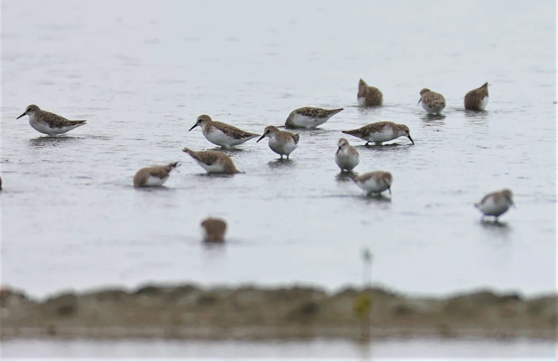 STINT - RED-NECKED STINT - Calidris ruficolis - BANG PAKONG SALT PANS CHACHOENGSAO WEST OF RIVER Sep 25 2021 (1).jpg