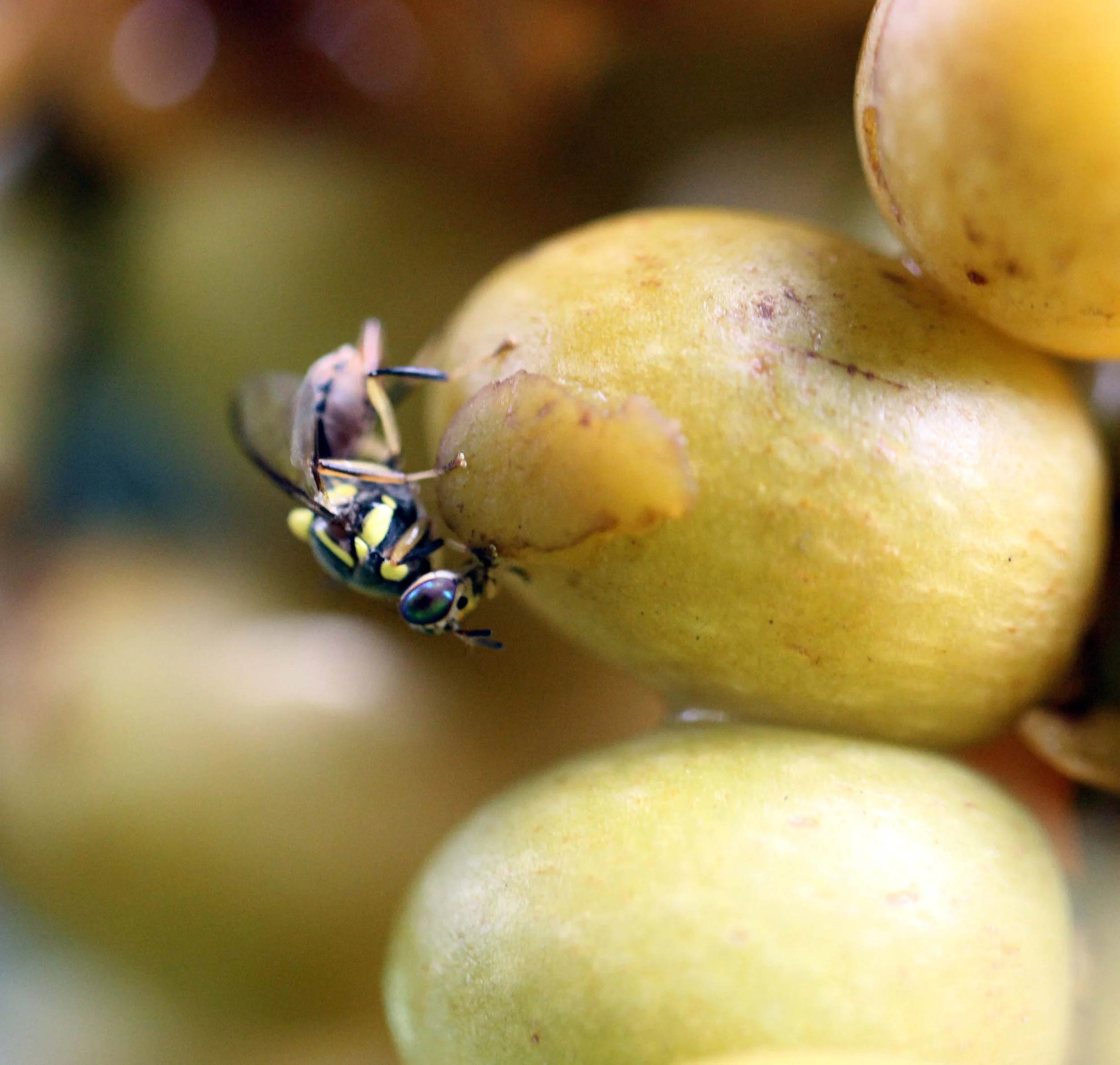 Hymenoptera 9 - Koh Lanta Thailand