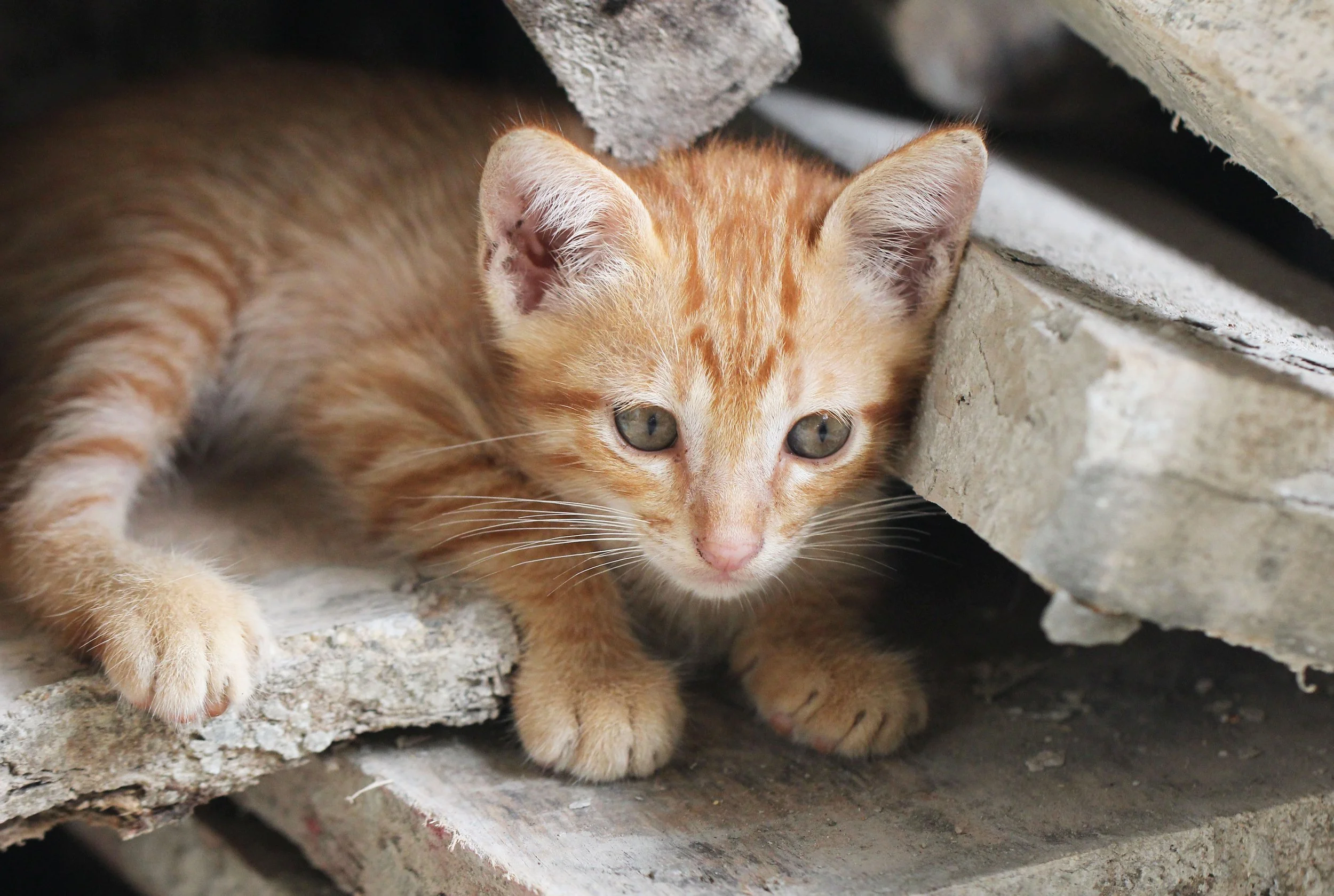 2015 Koh Lanta October Break Trip  (231).JPG