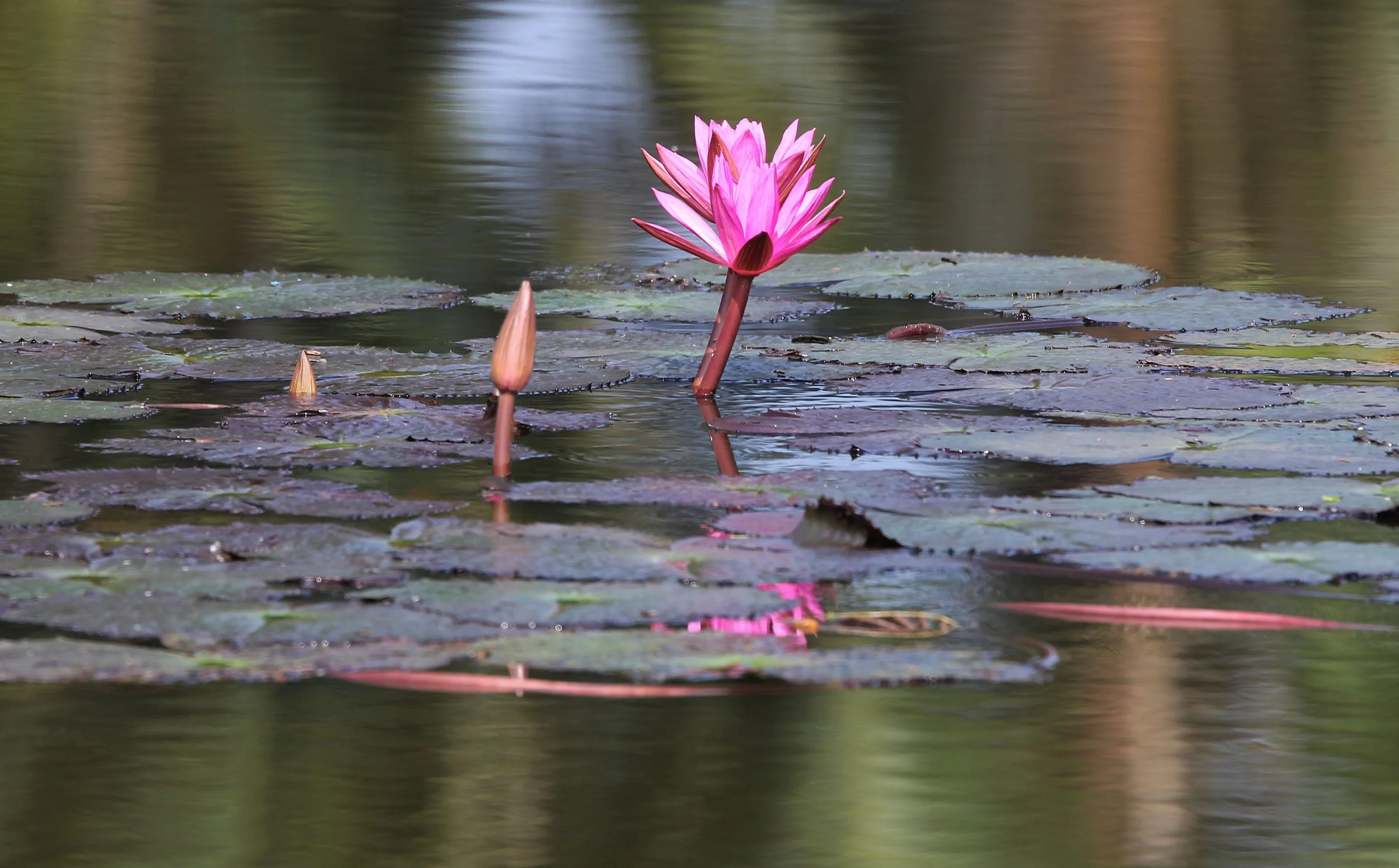 2015 Koh Lanta October Break Trip  (340).JPG