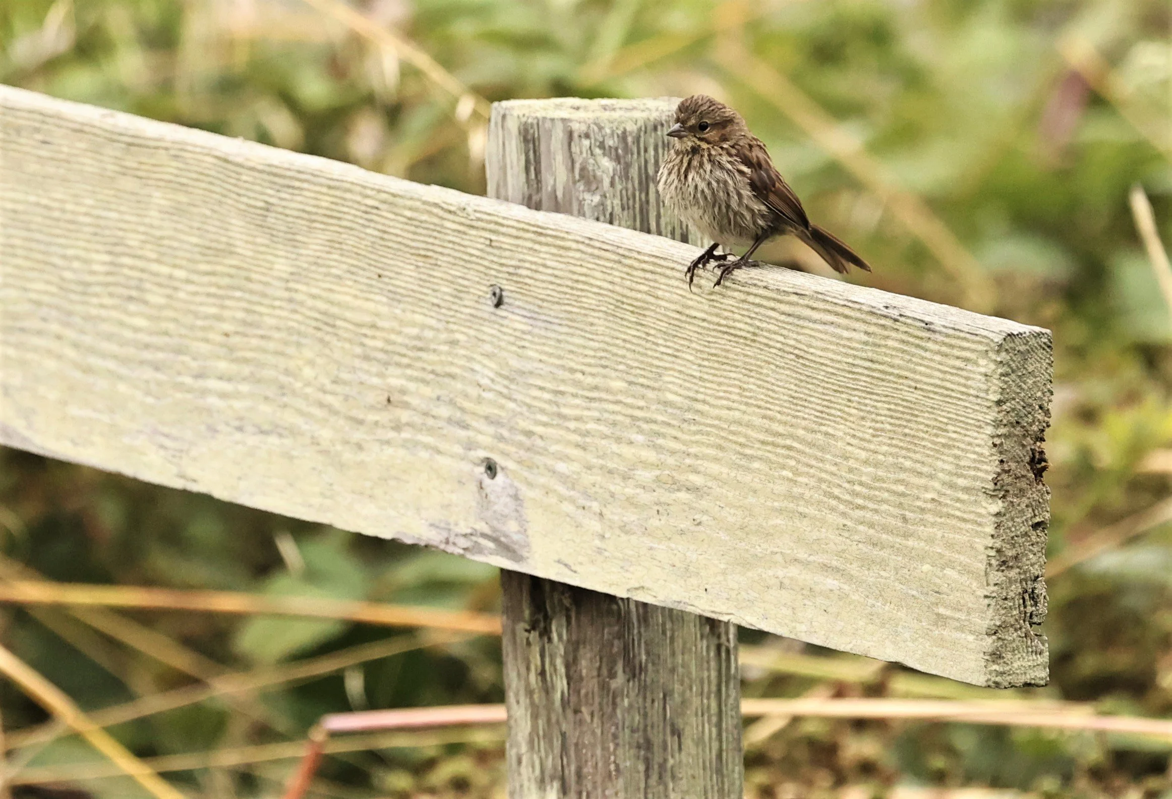 Lincoln's Sparrow (Melospiza lincolnii) Humboldt Bay NWR California (4).jpg