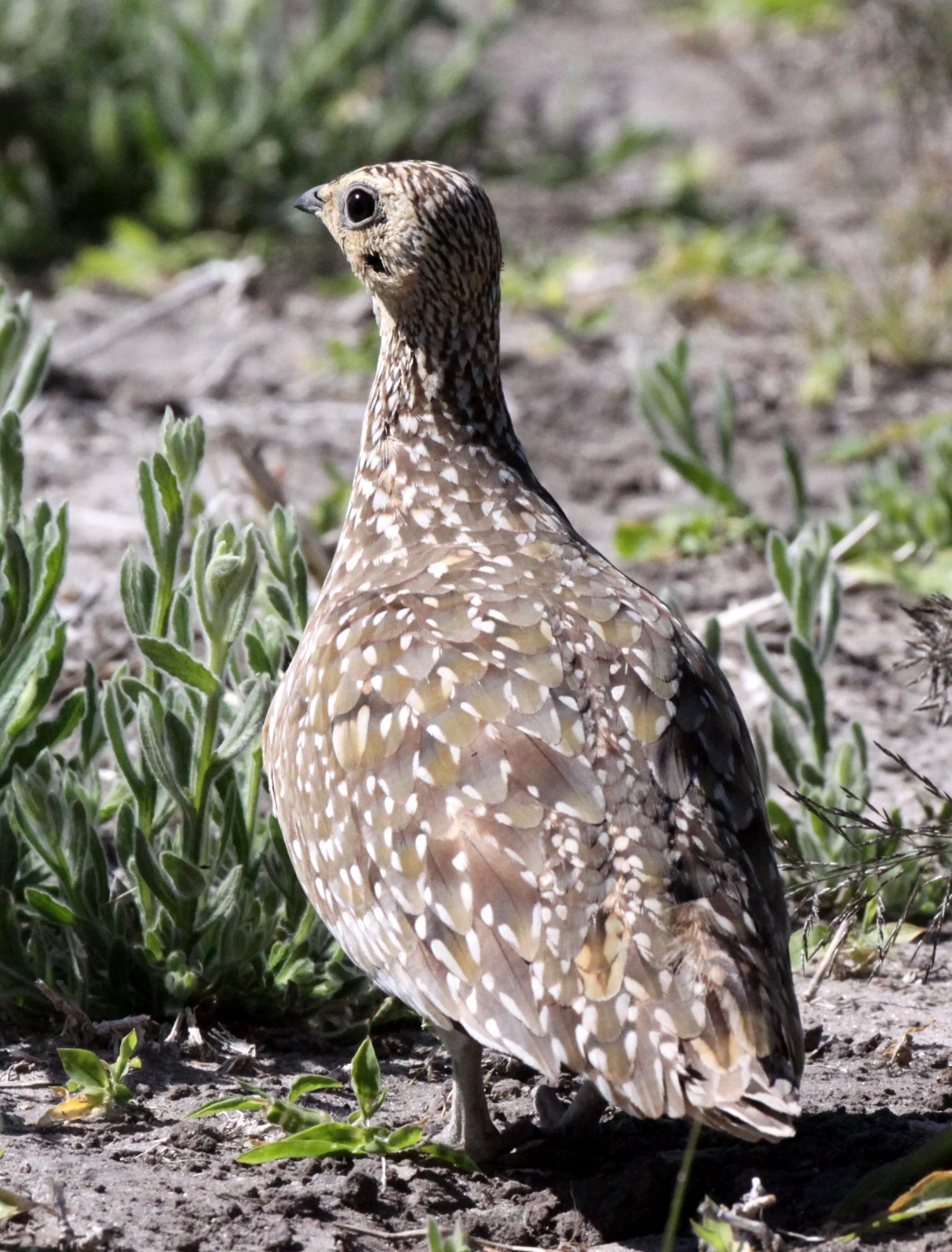Burchell's Sandgrouse (Pterocles burchelli) Chobe NP Botswana (3).JPG